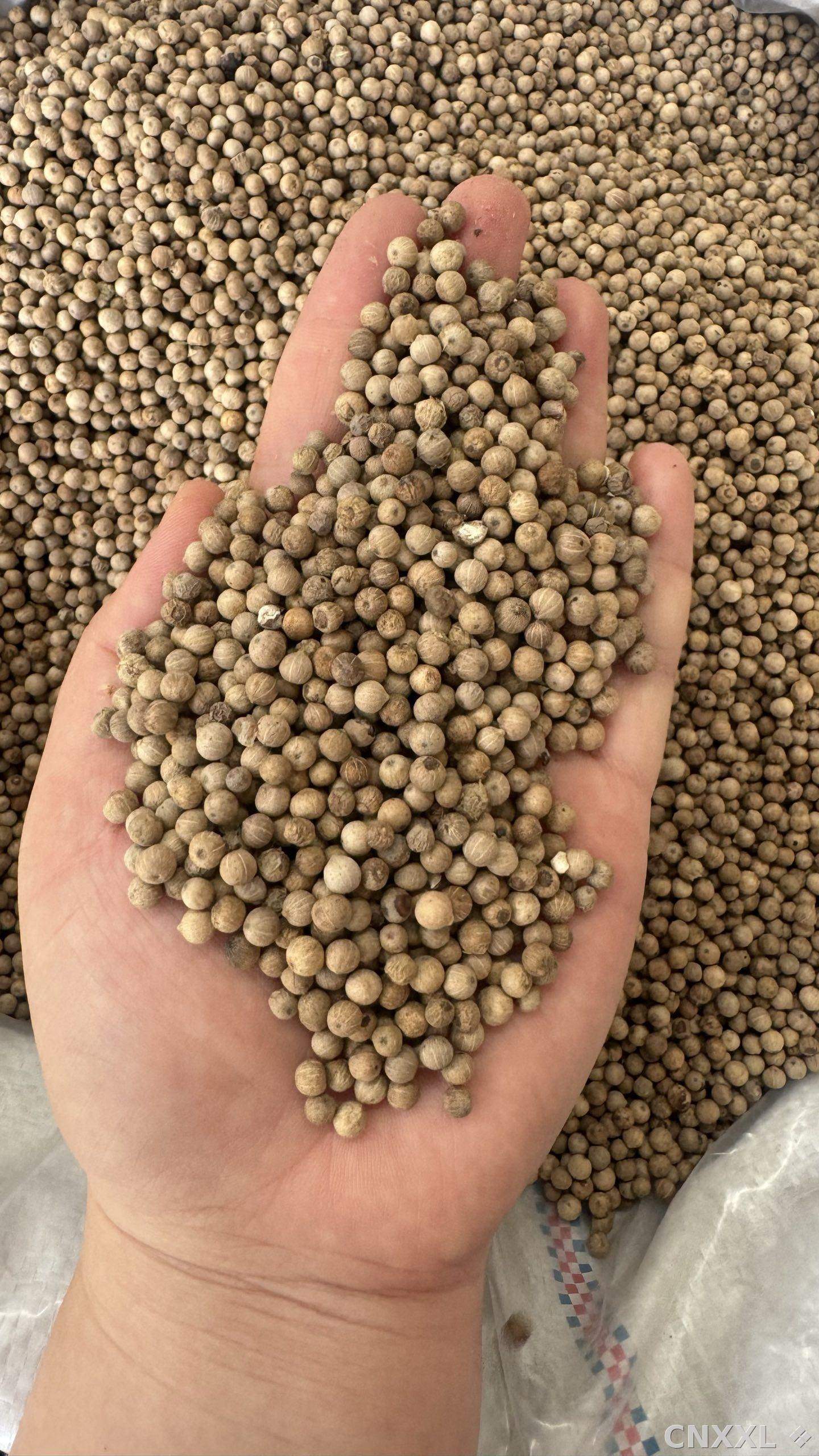 spice_10111_4524c6ae_1.jpg