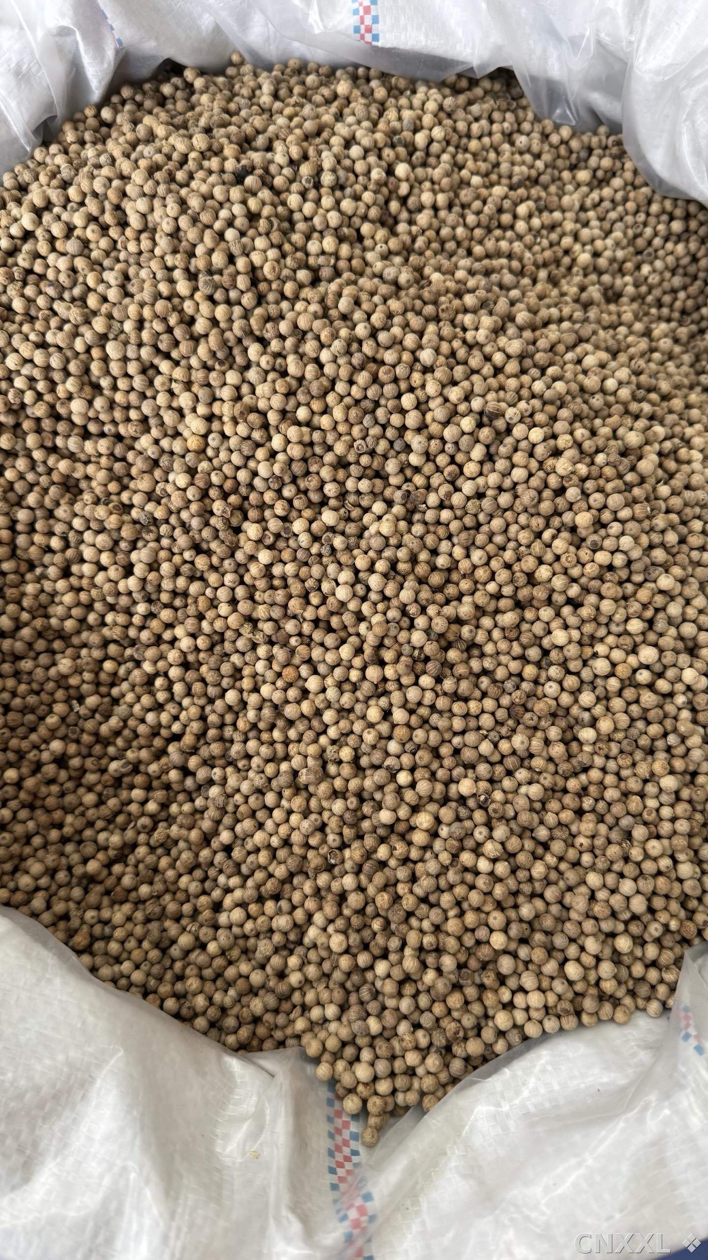 spice_10111_ab3296dd_3.jpg