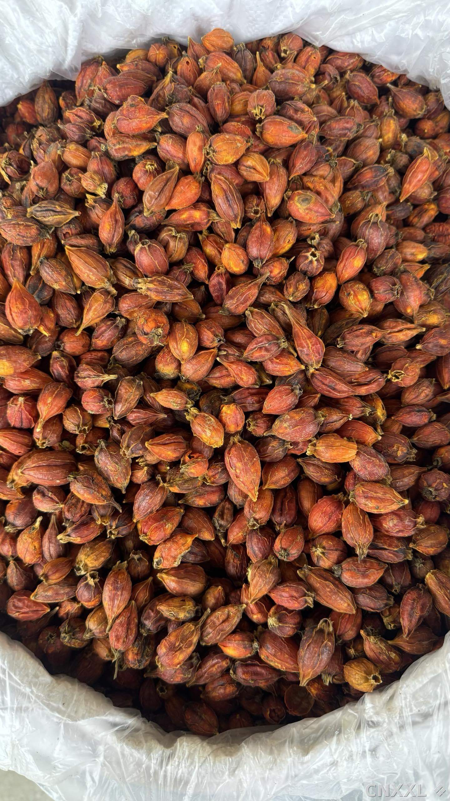 spice_10145_440b8c19_3.jpg