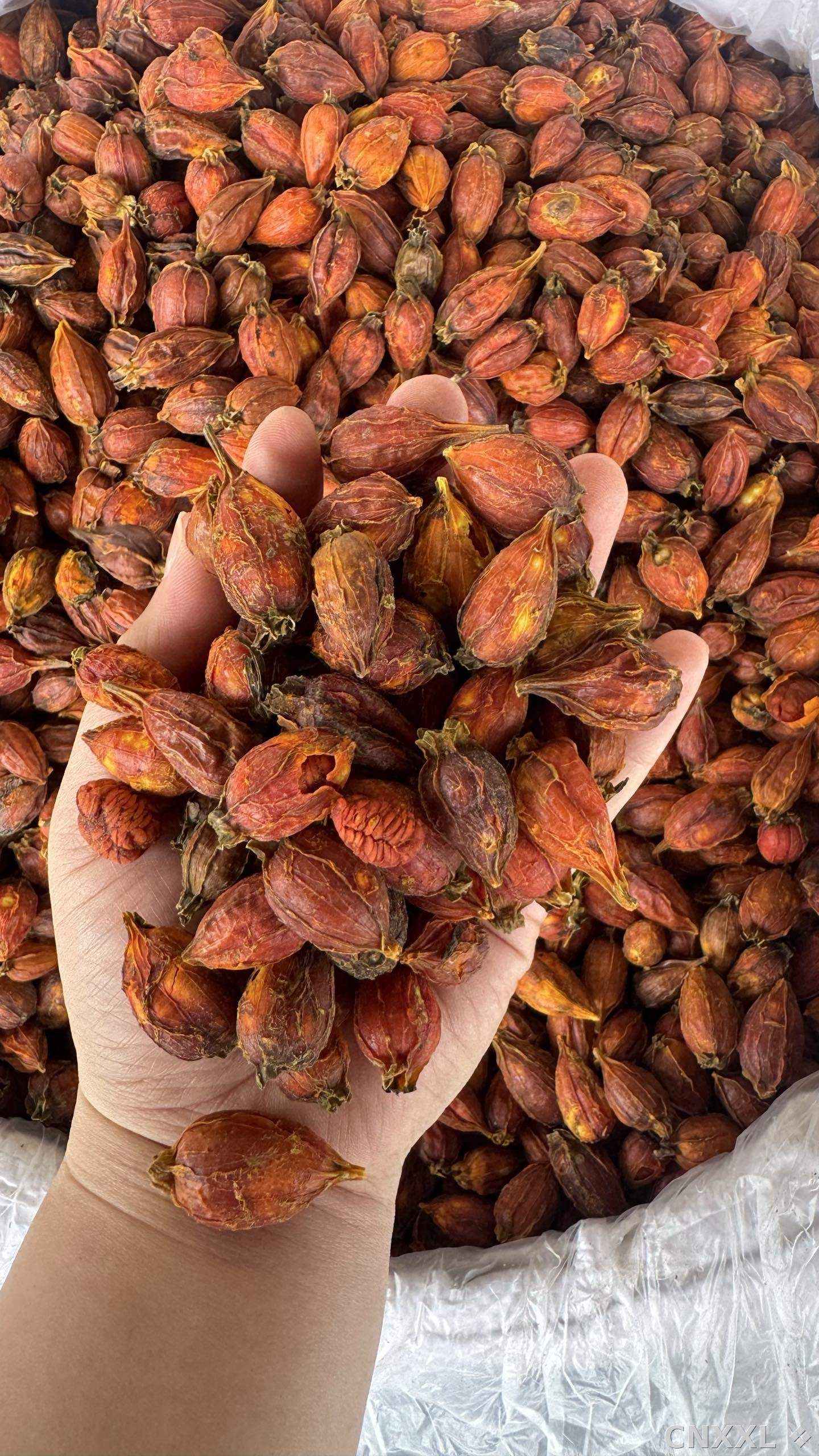 spice_10145_fbc9a355_2.jpg