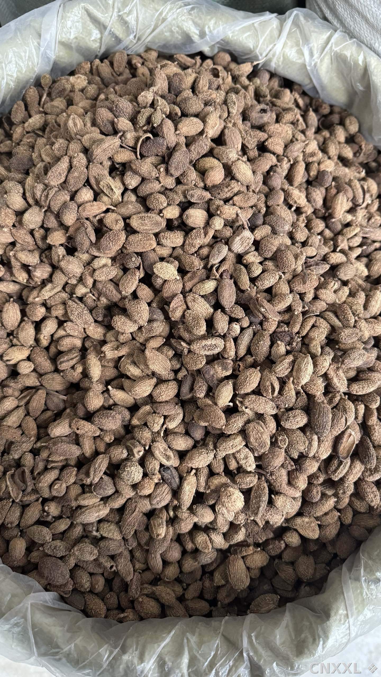 spice_10158_c9011f35_2.jpg