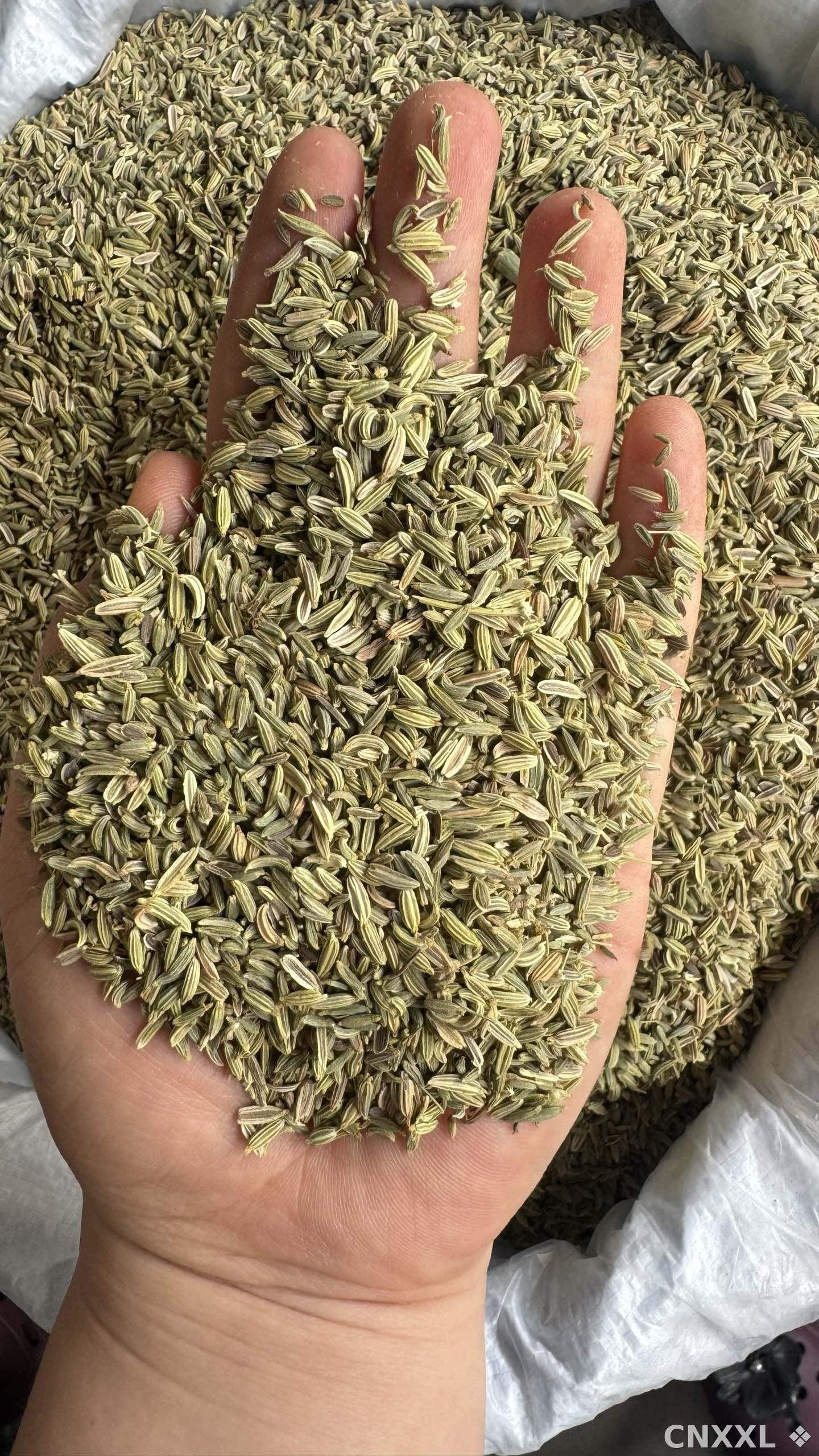 spice_10227_0e25b024_2.jpg