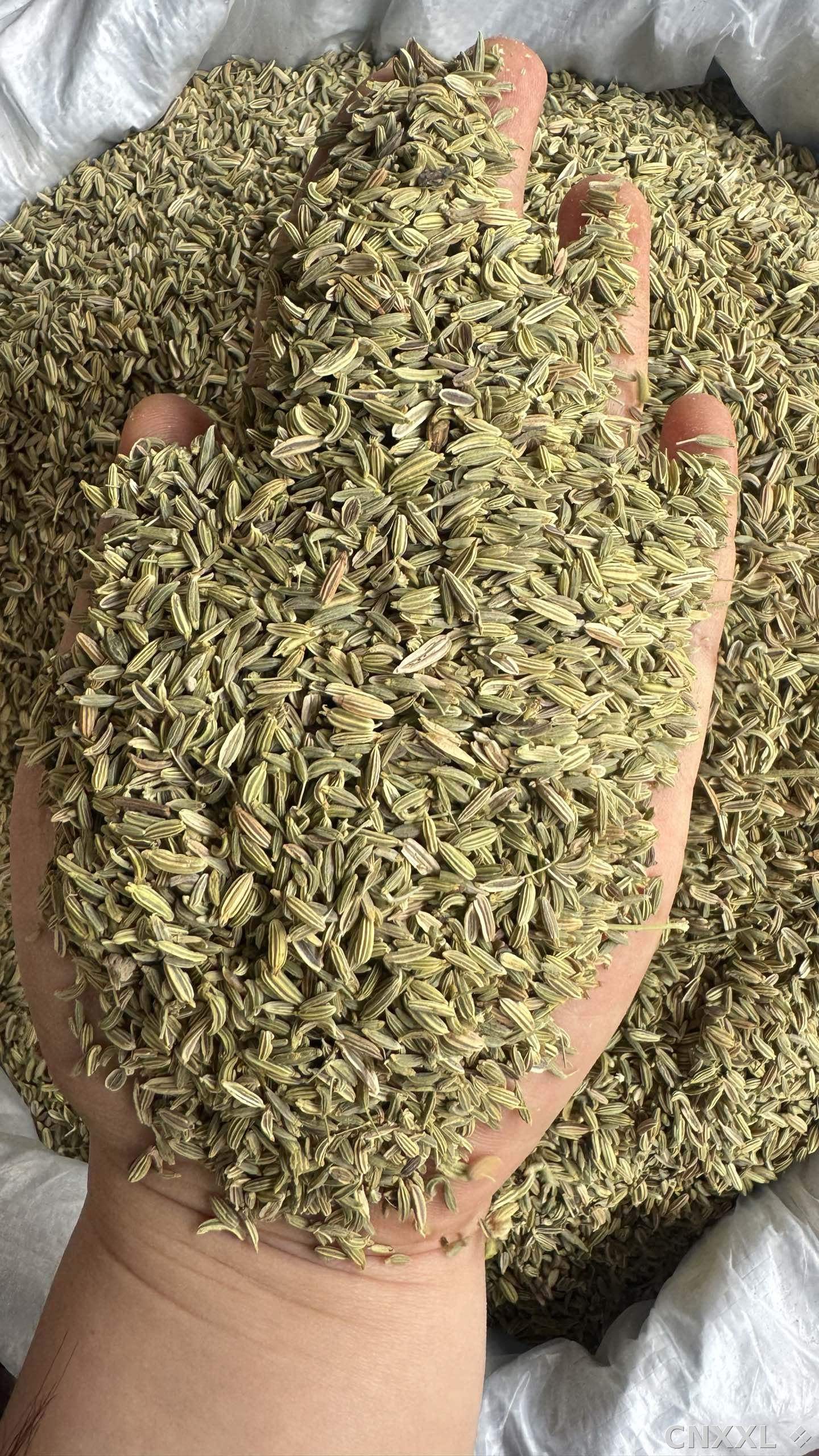 spice_10227_7ca7ac74_1.jpg
