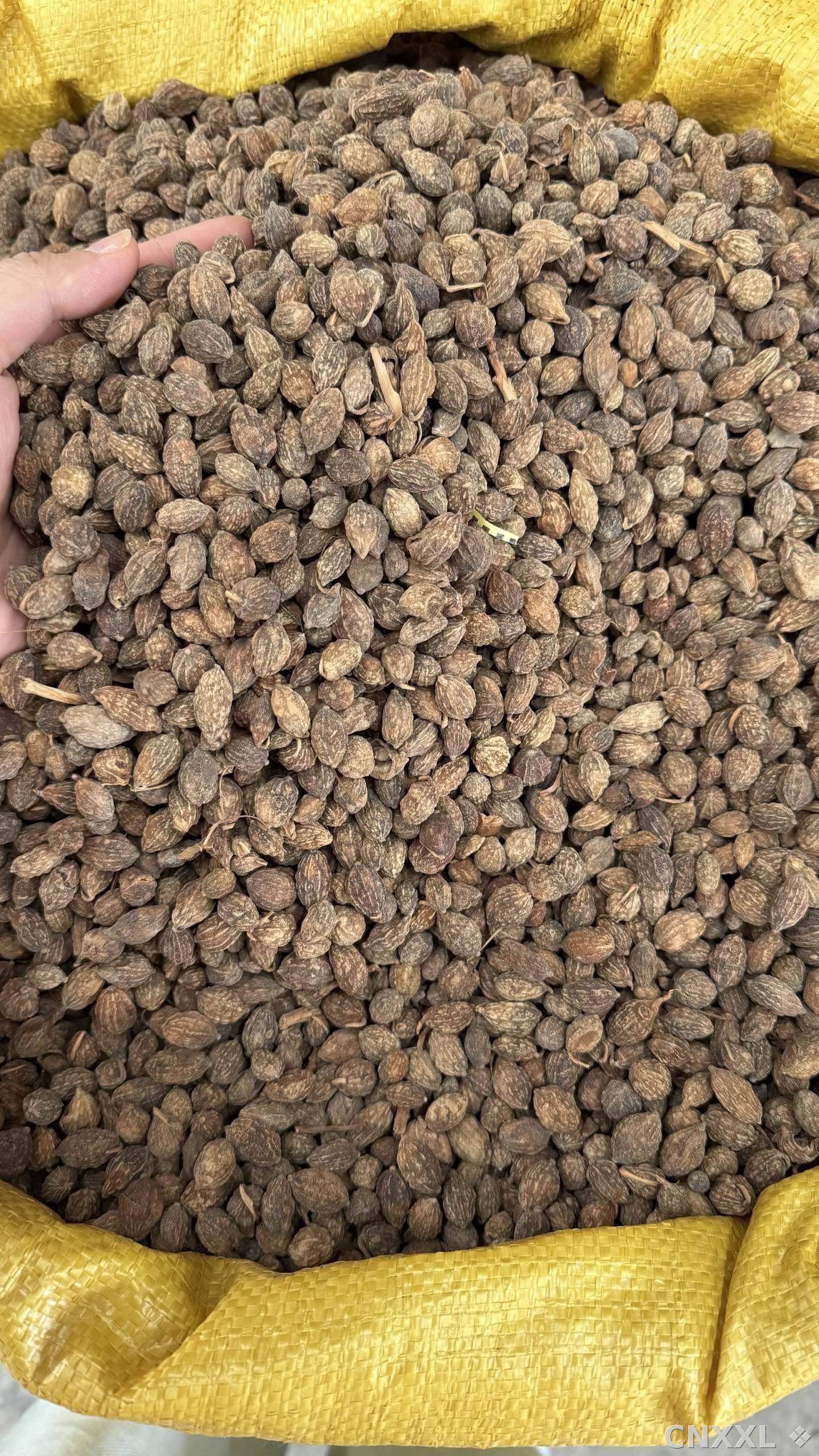 spice_10295_911100ae_3.jpg