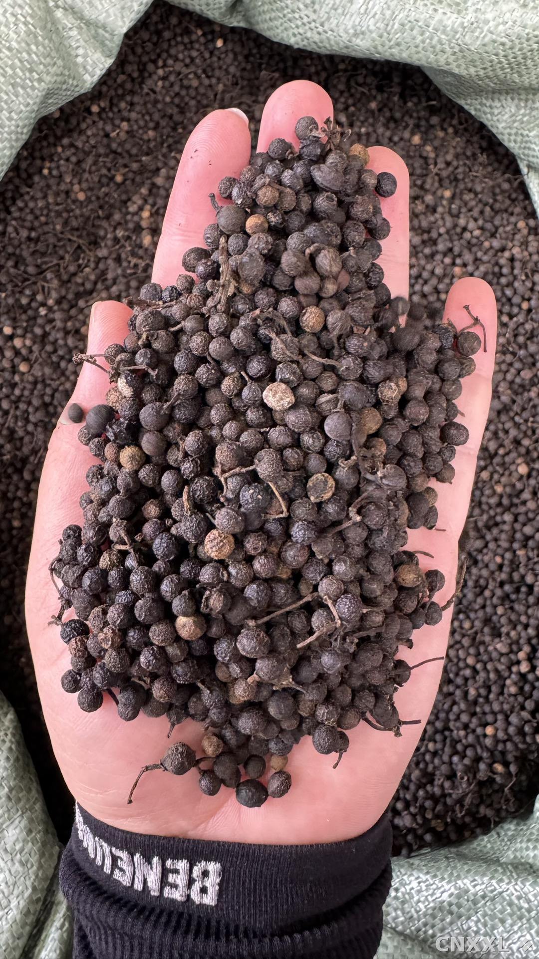 spice_104_fed39f82_2.jpg