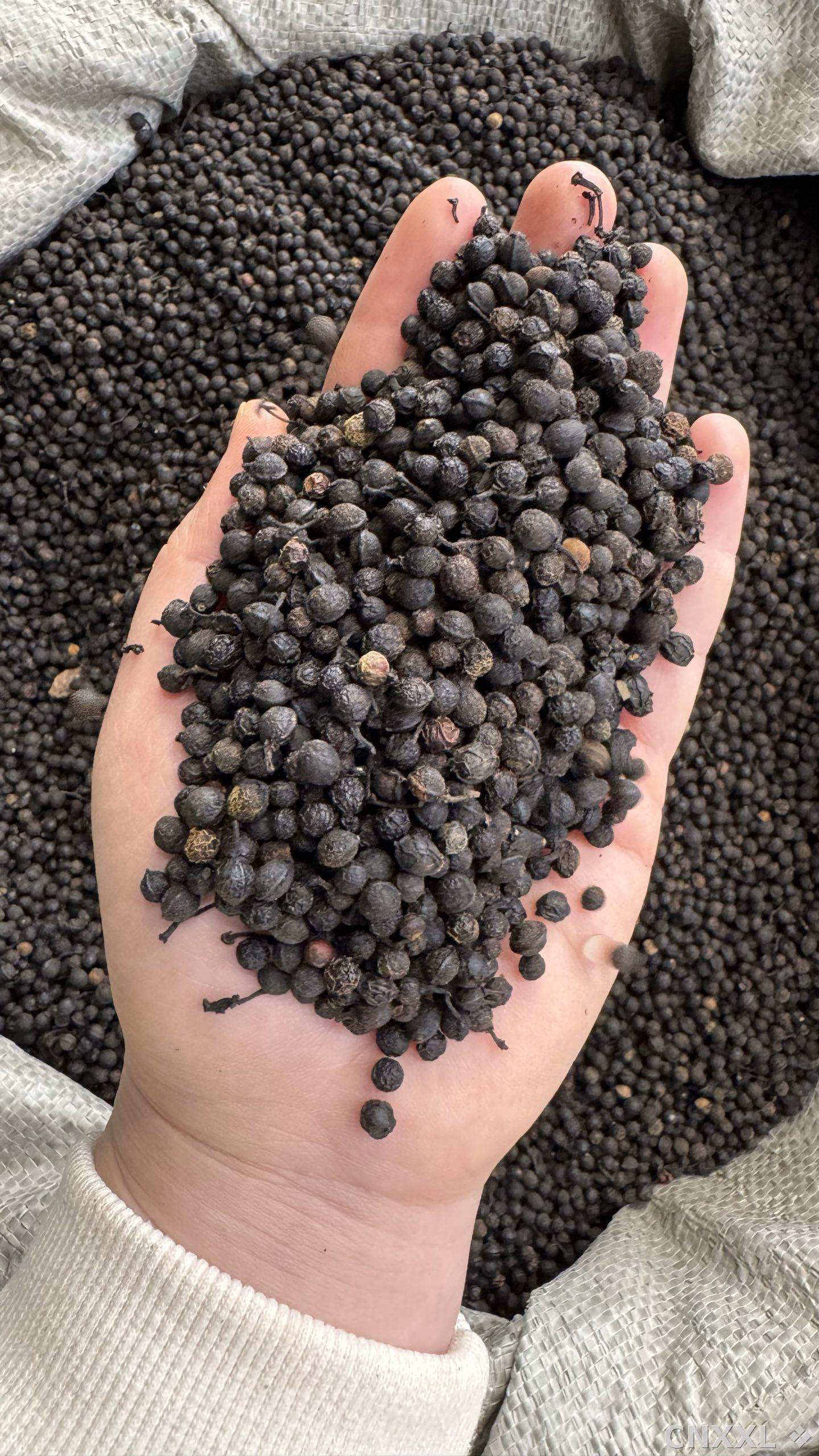 spice_105_2d282cf5_1.jpg