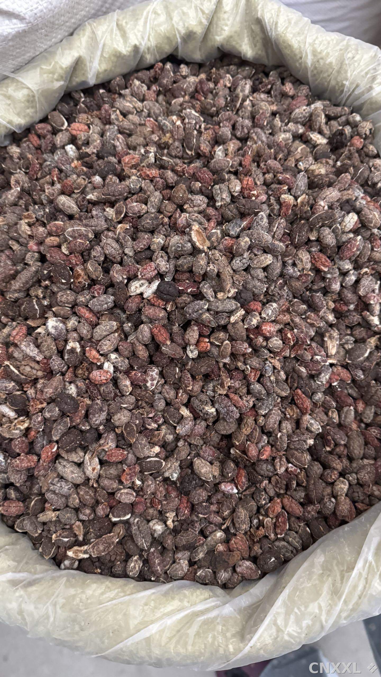 spice_10742_1dde8b85_3.jpg