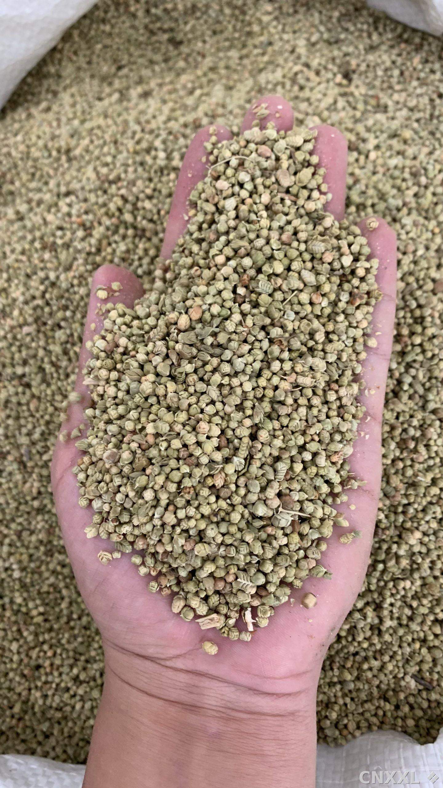 spice_10751_be8ce8b9_1.jpg