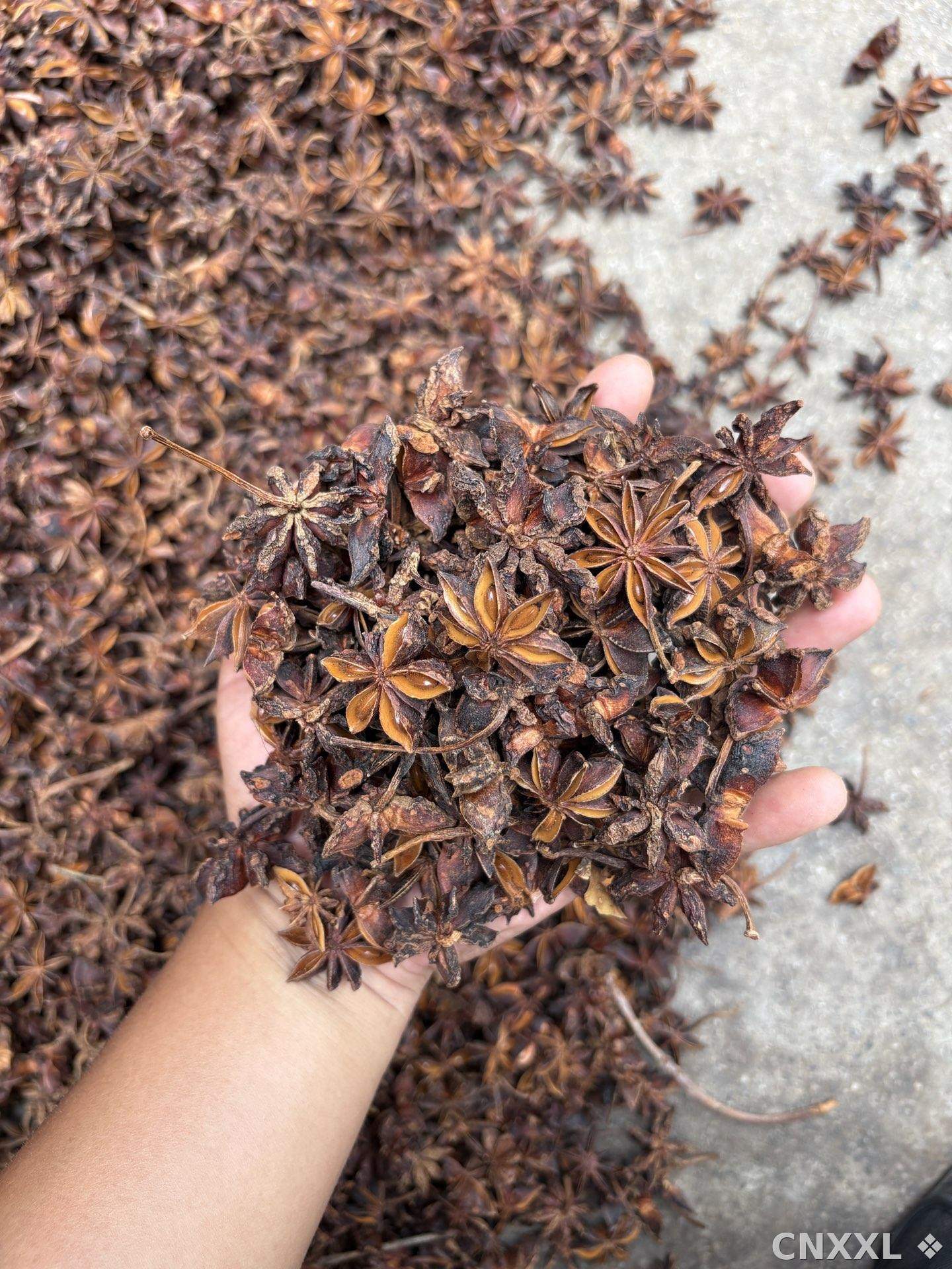 spice_10807_0052ae37_1.jpg