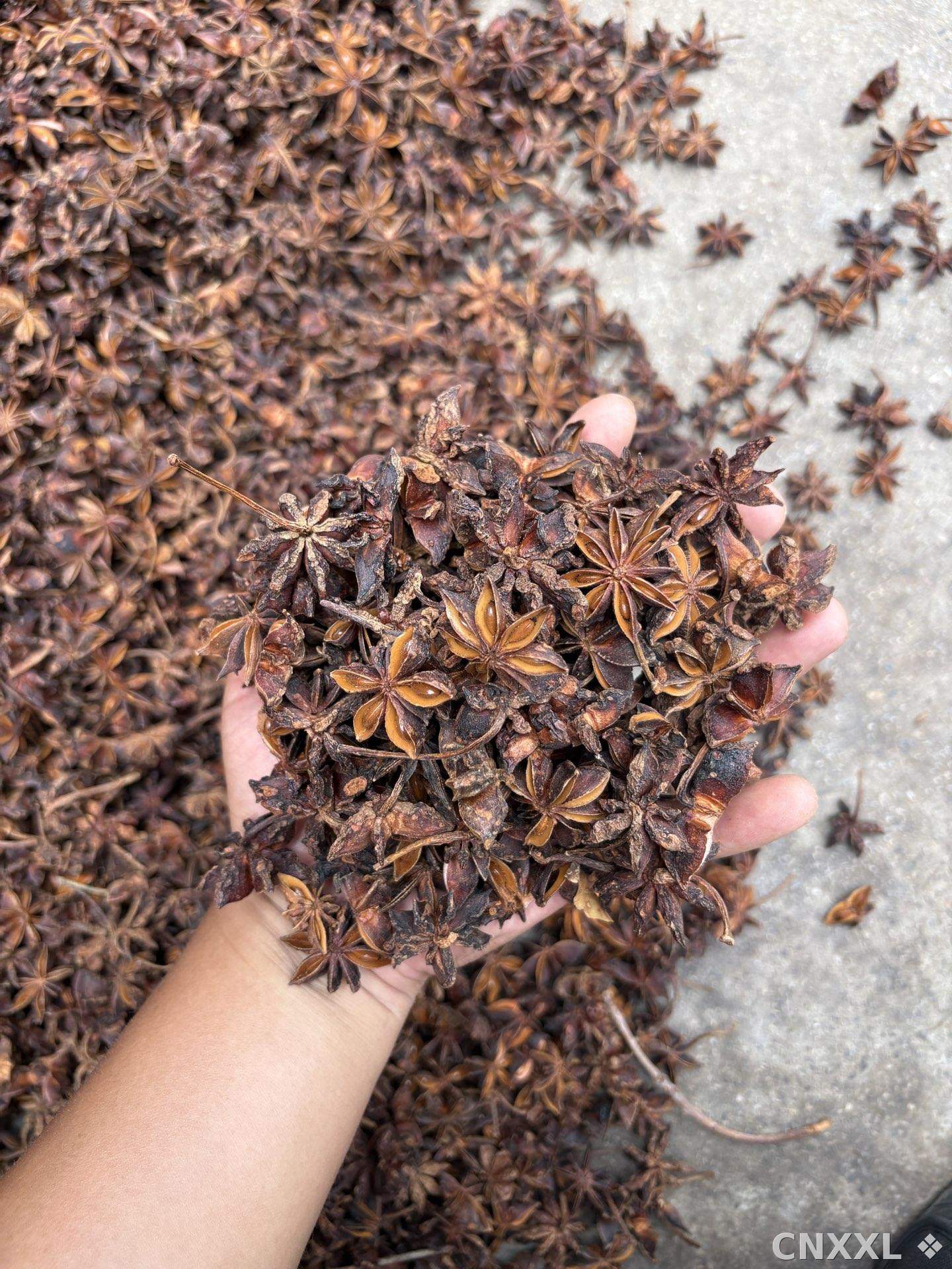 spice_10807_c0c81458_2.jpg