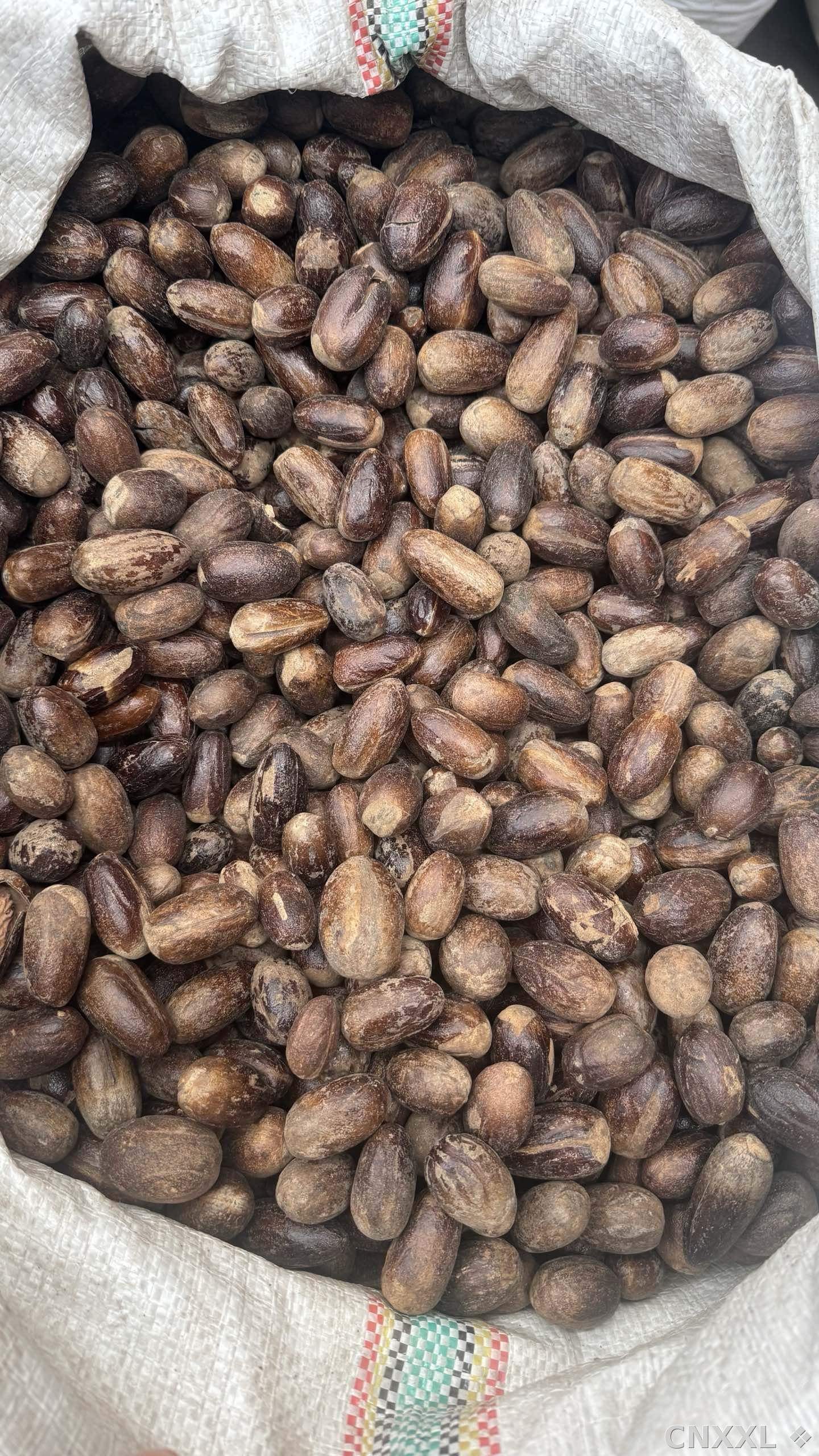 spice_109_2ba58a7c_3.jpg