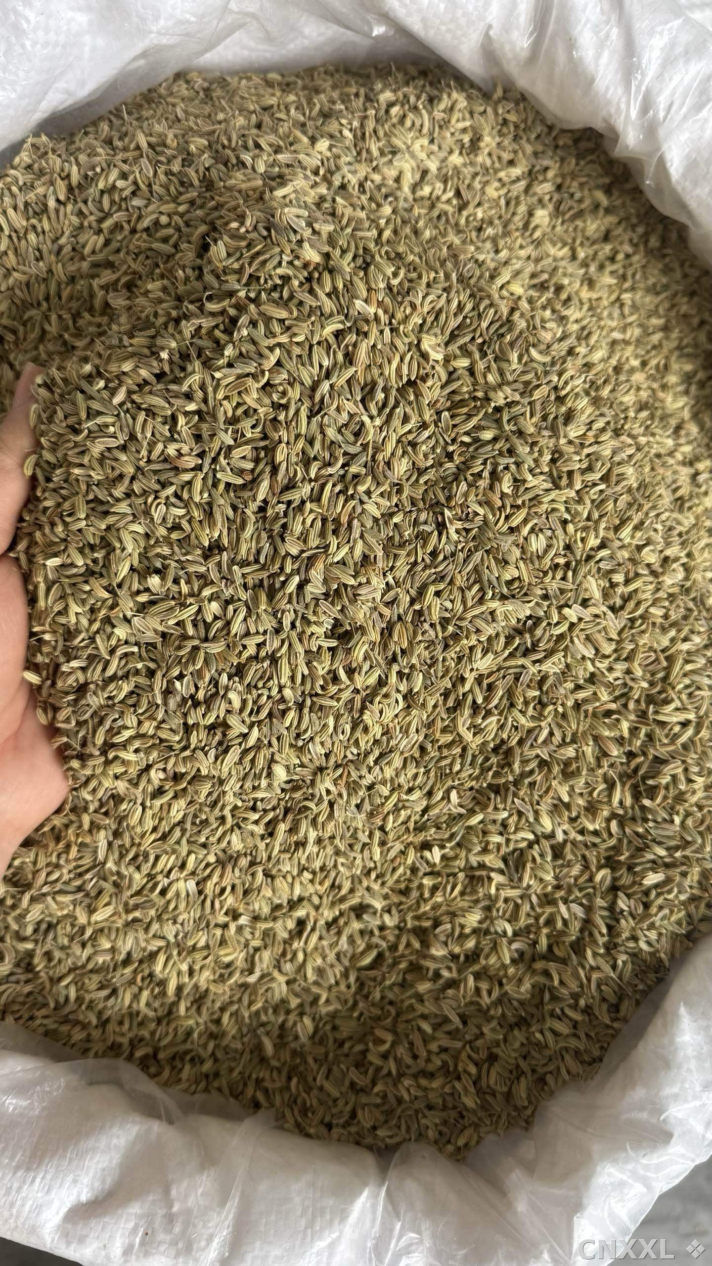 spice_110_19aac5d3_3.jpg