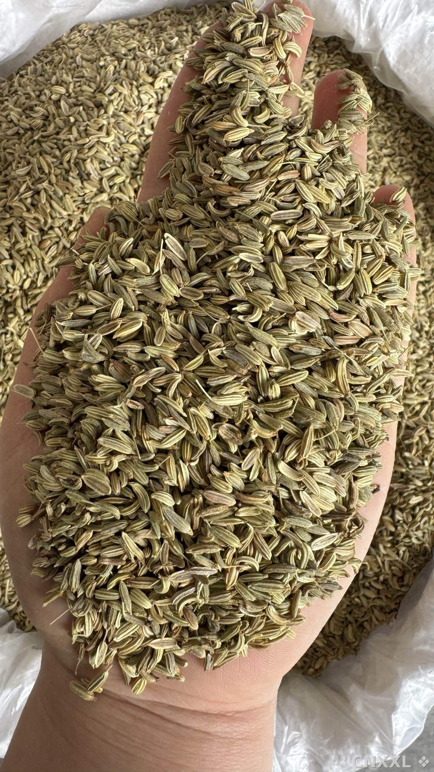 spice_110_fa62d65a_1.jpg