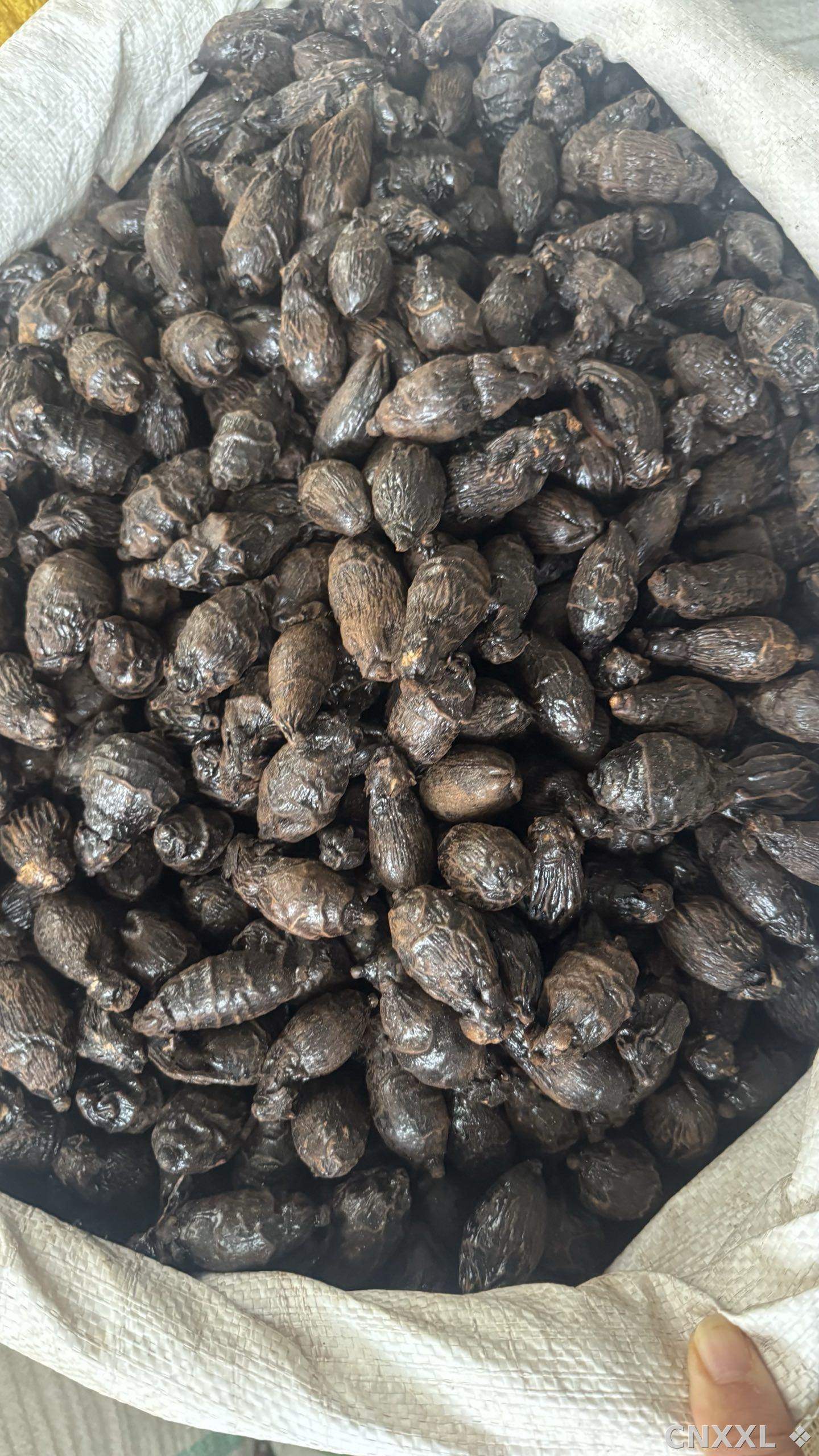 spice_11193_b57f8e4c_1.jpg