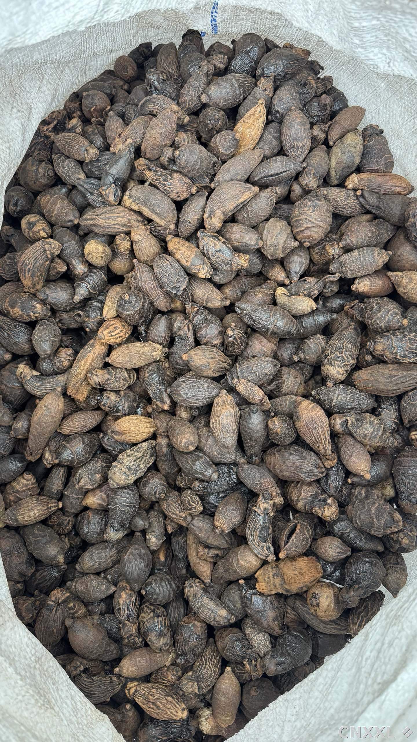 spice_11193_f4643a0f_3.jpg