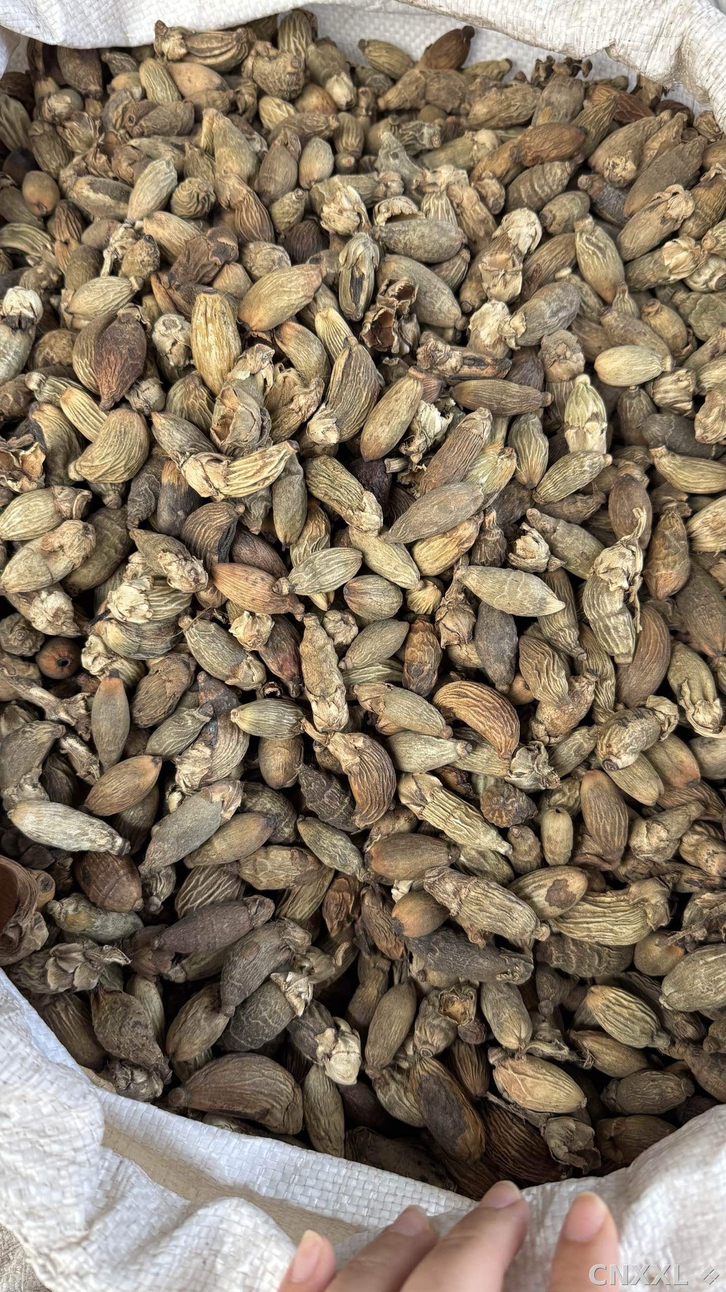spice_11195_26f3d864_3.jpg