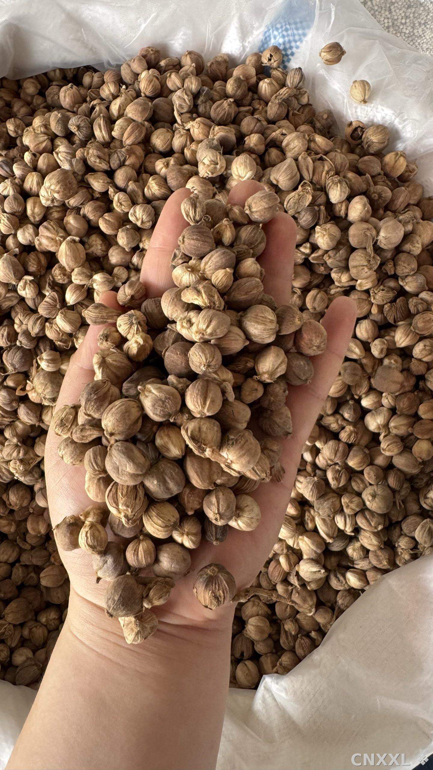 spice_11260_9c8fc6e5_1.jpg