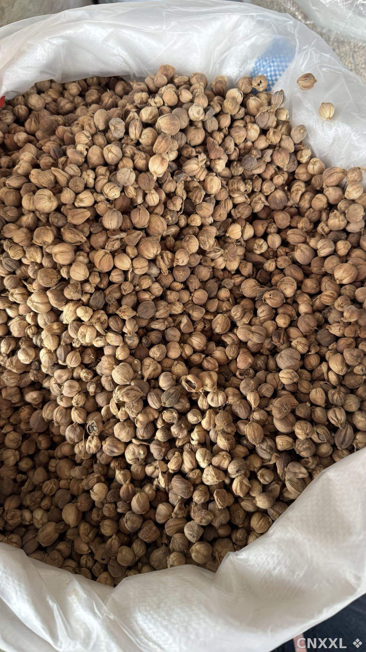 spice_11260_d2cf060b_3.jpg