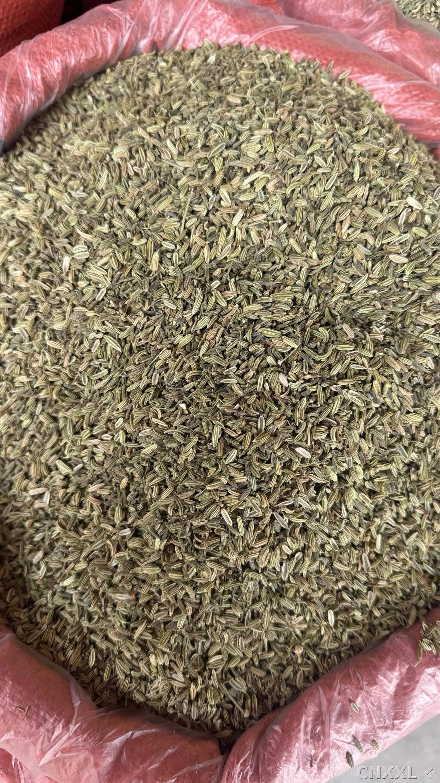 spice_11264_470532f8_3.jpg