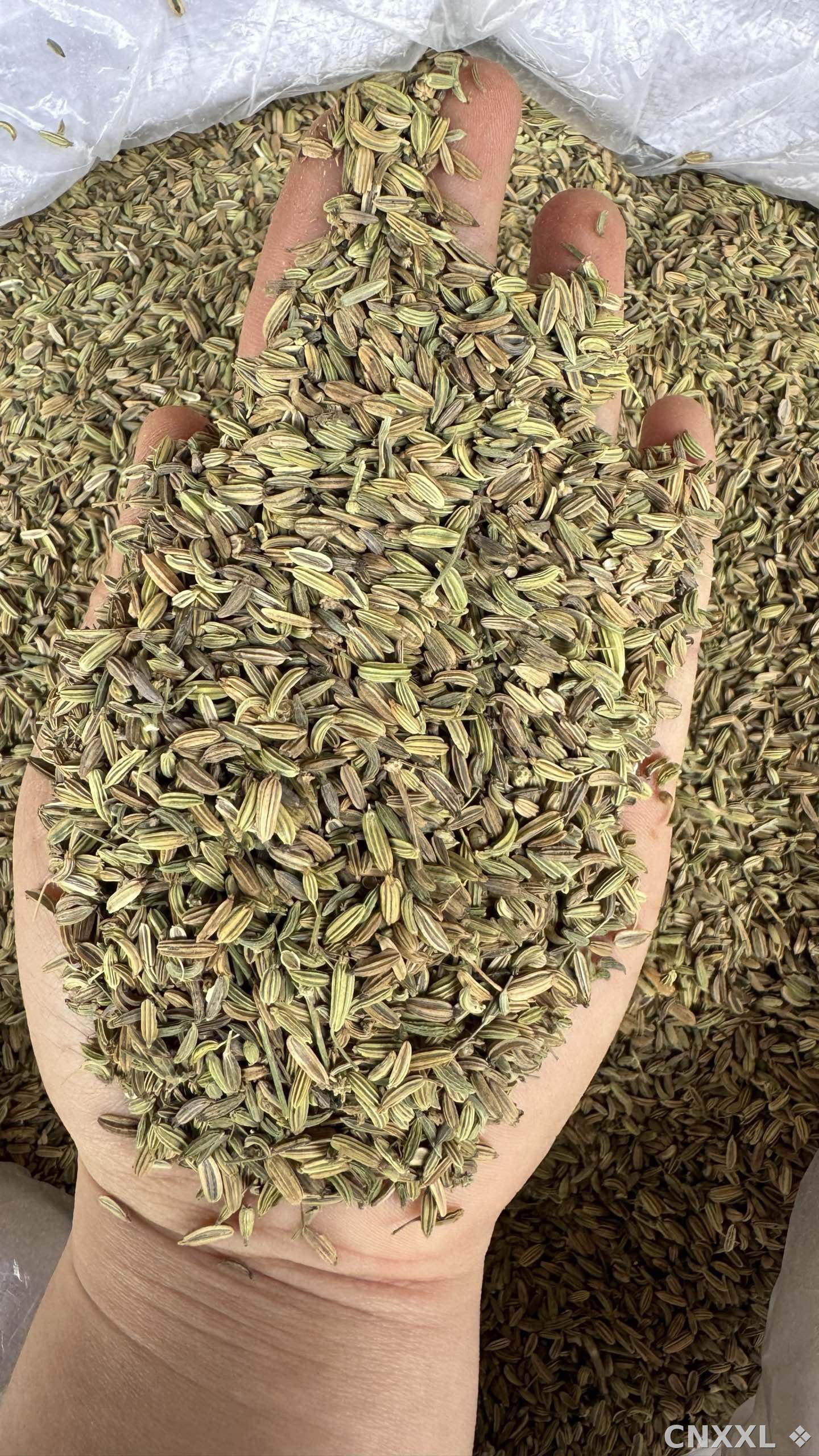 spice_11266_ab505be7_2.jpg