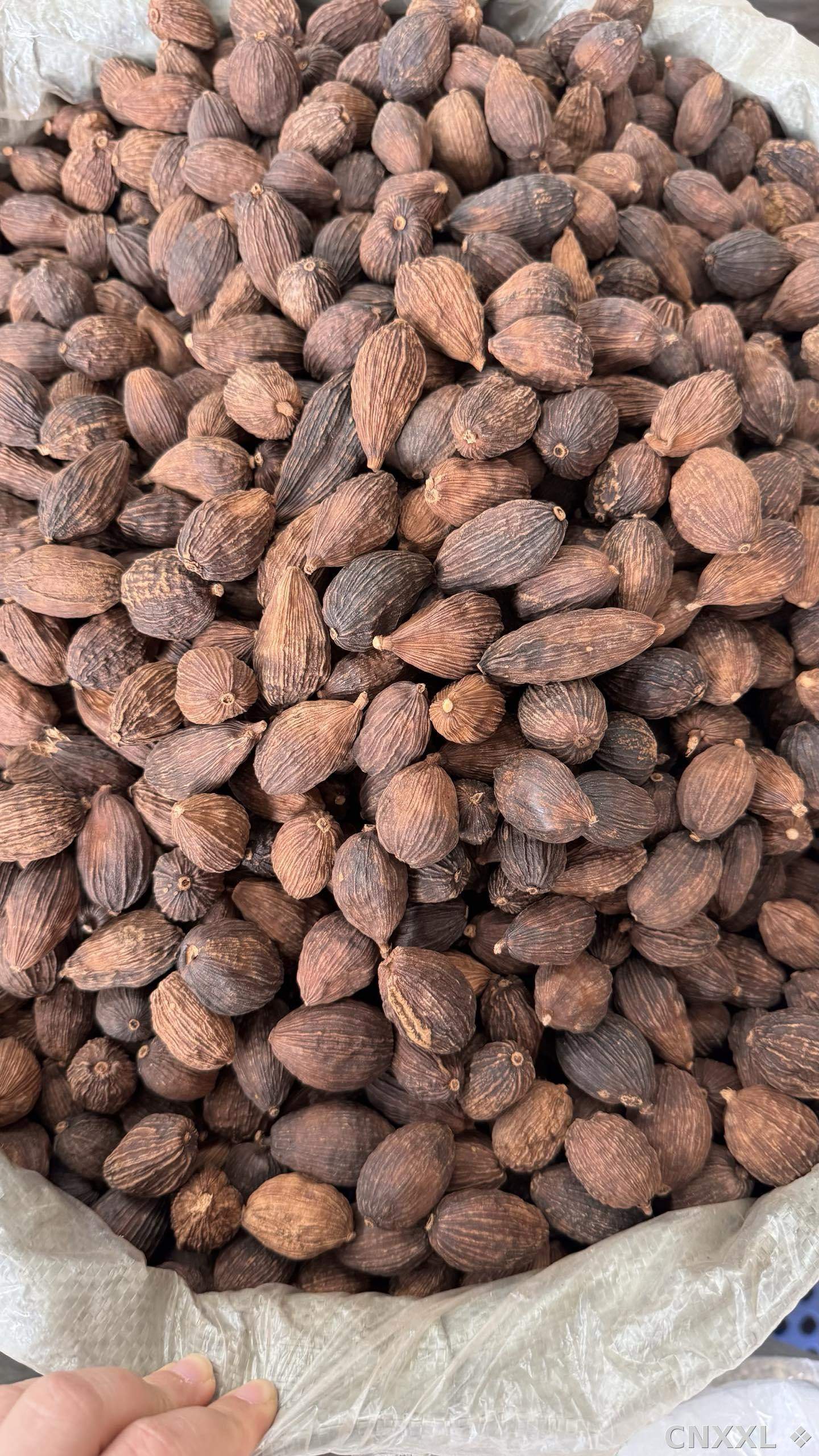 spice_11320_25ff5158_2.jpg