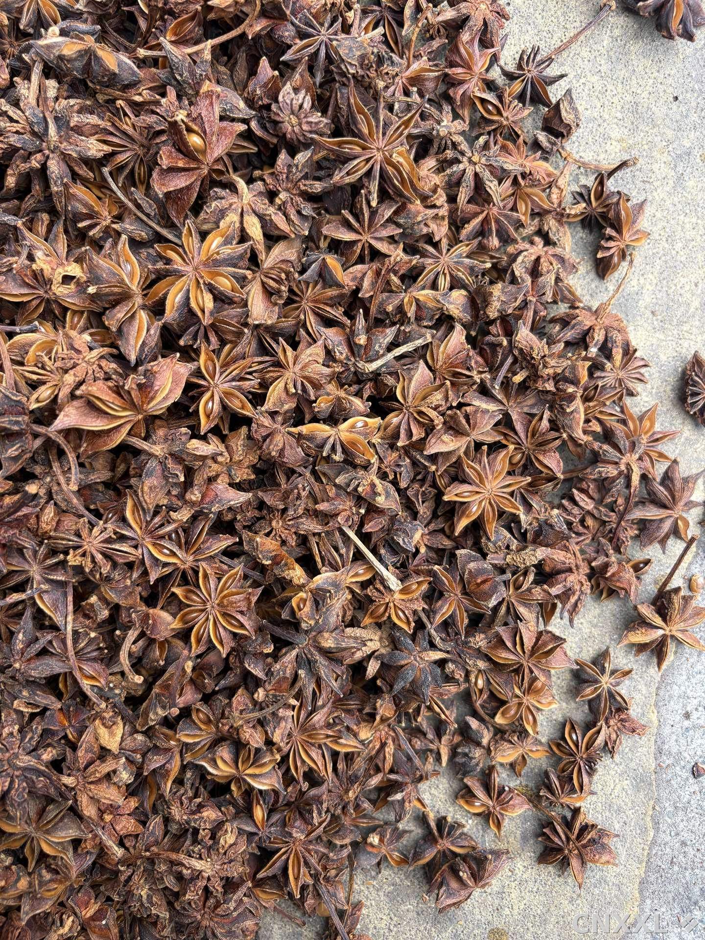 spice_117_a6aebe60_3.jpg