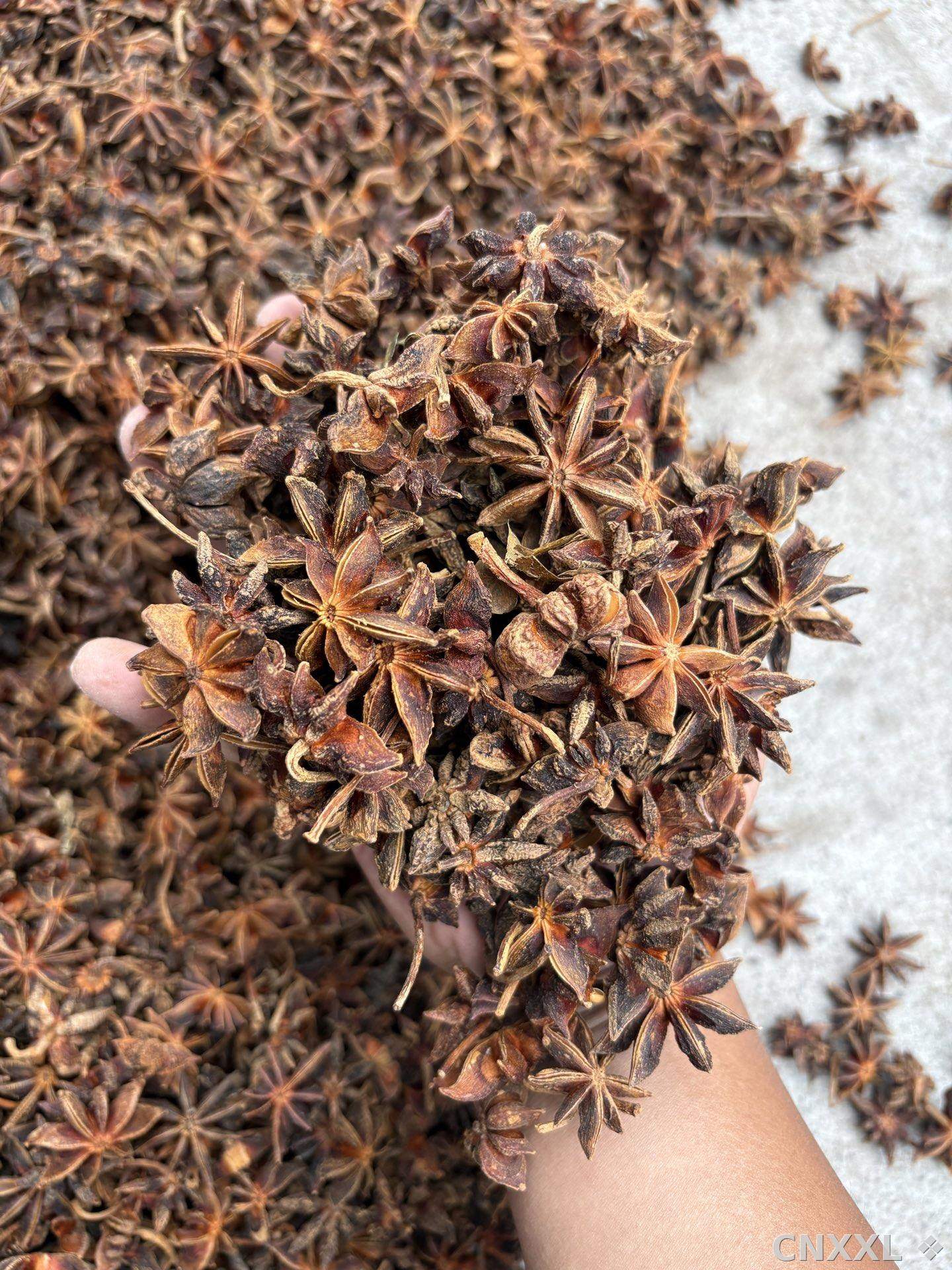spice_11819_3d6e2e62_1.jpg