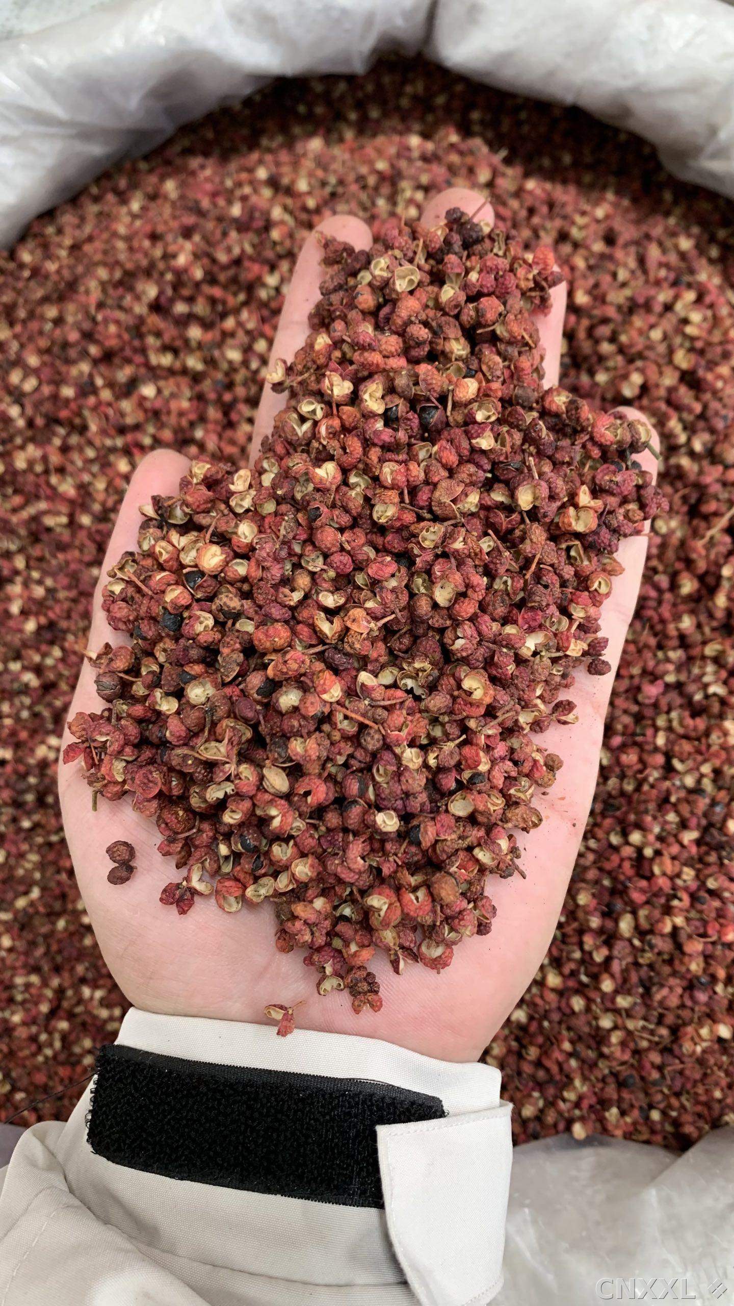 spice_11889_389ffb32_1.jpg