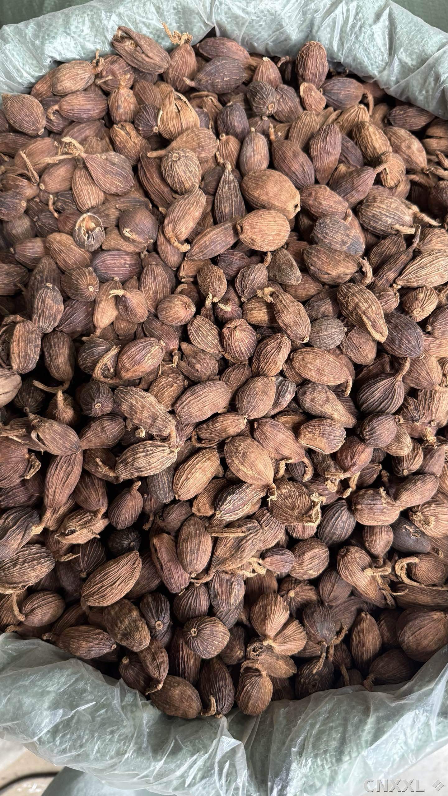 spice_11953_c780d6a8_2.jpg