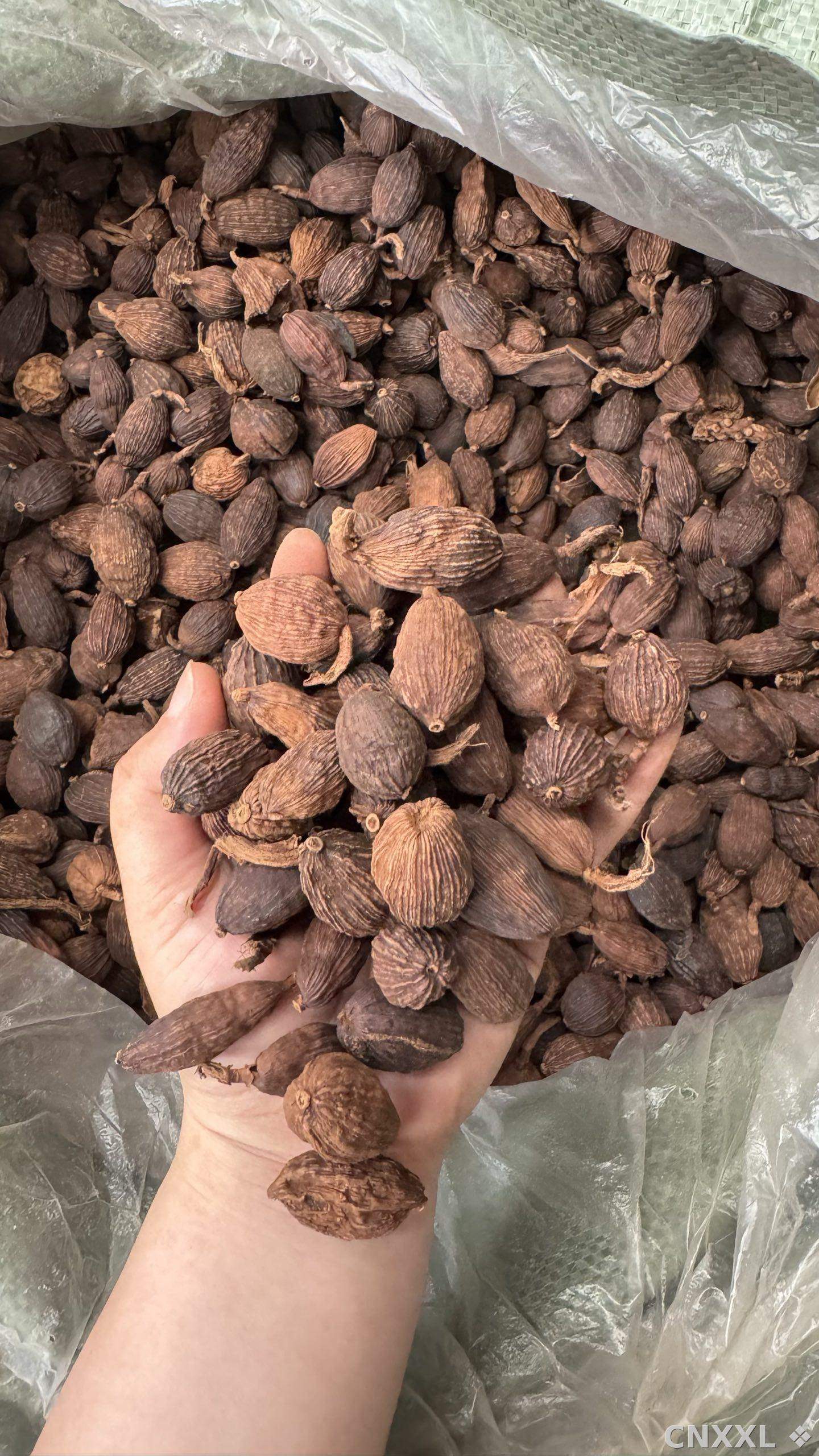 spice_11960_74d77f82_2.jpg