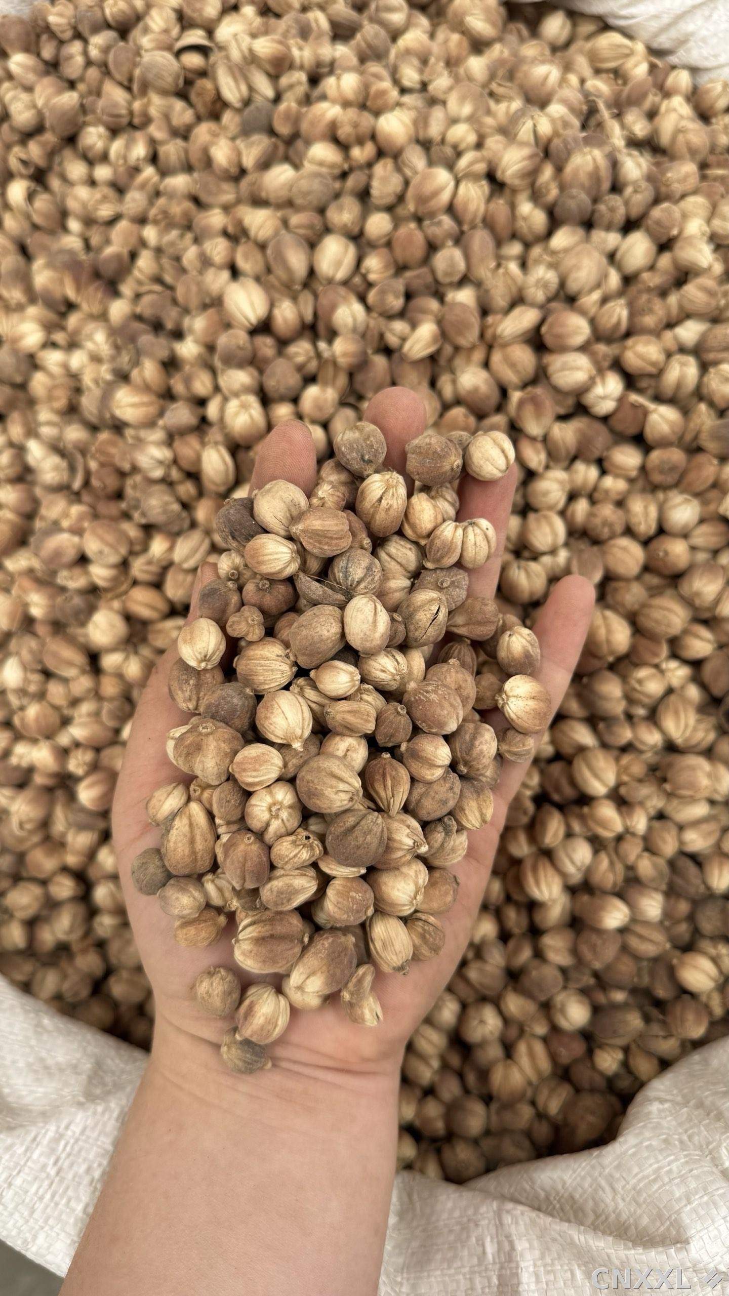 spice_11988_040e87dc_2.jpg