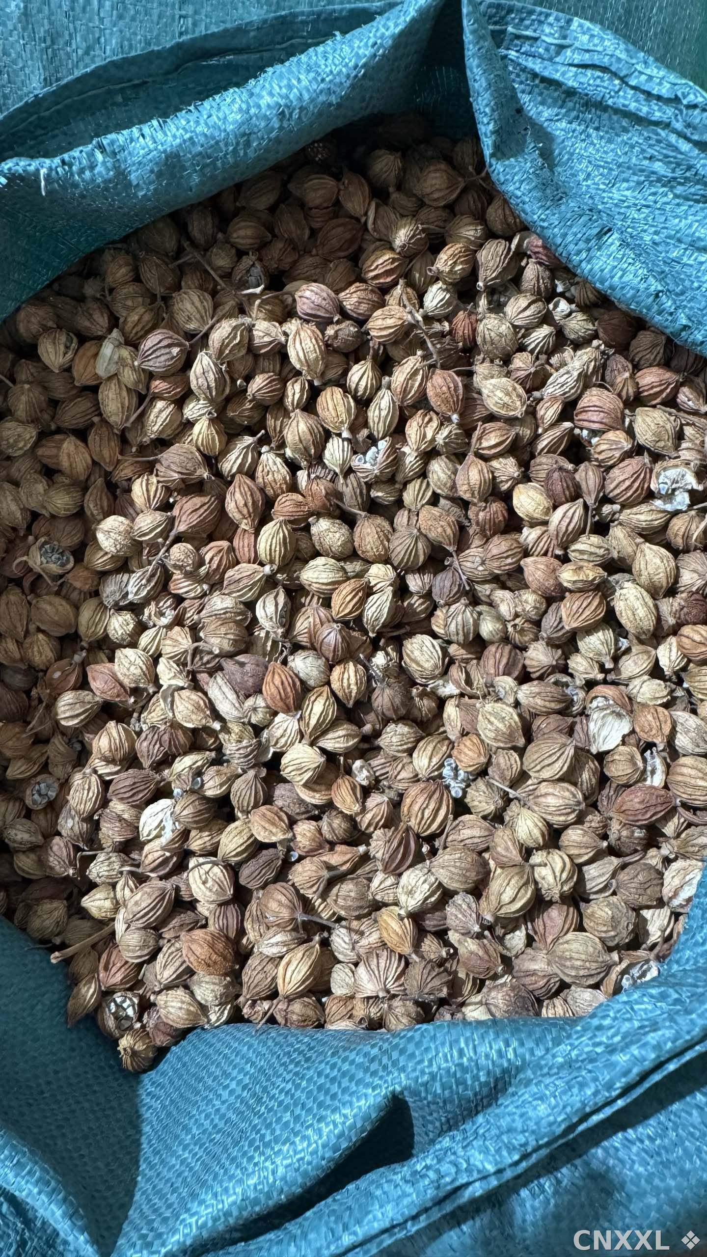 spice_11990_190f5f03_3.jpg
