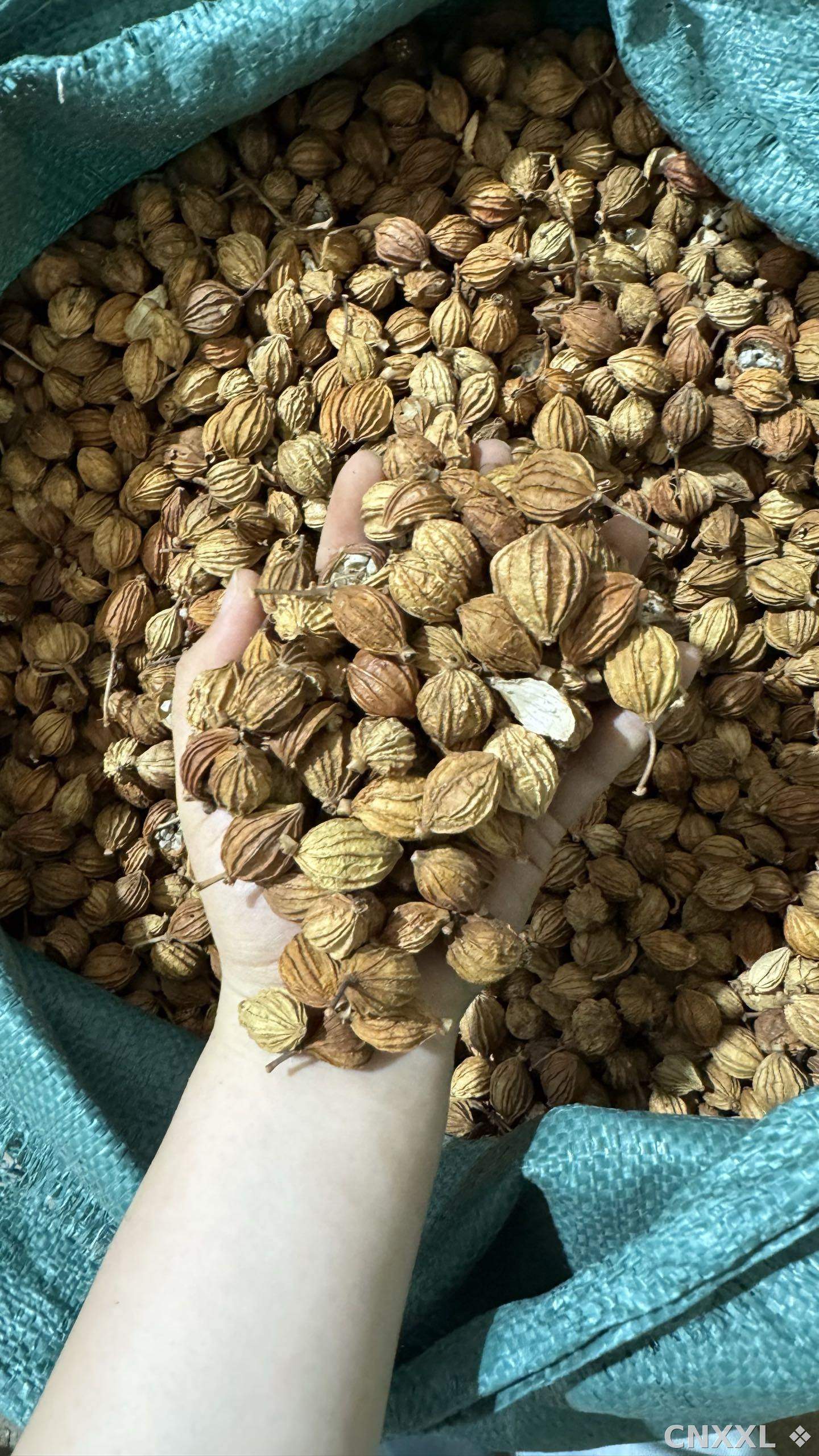 spice_11990_a0e8db97_1.jpg