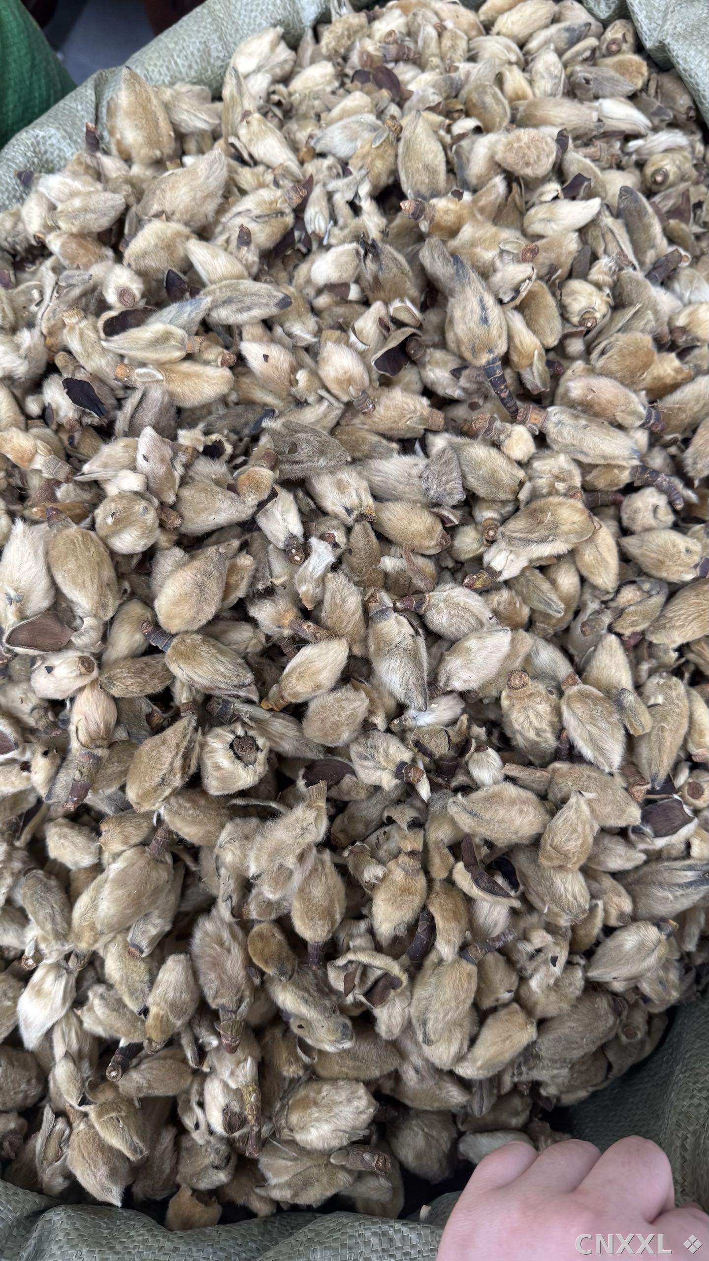 spice_12438_8ffb858a_3.jpg