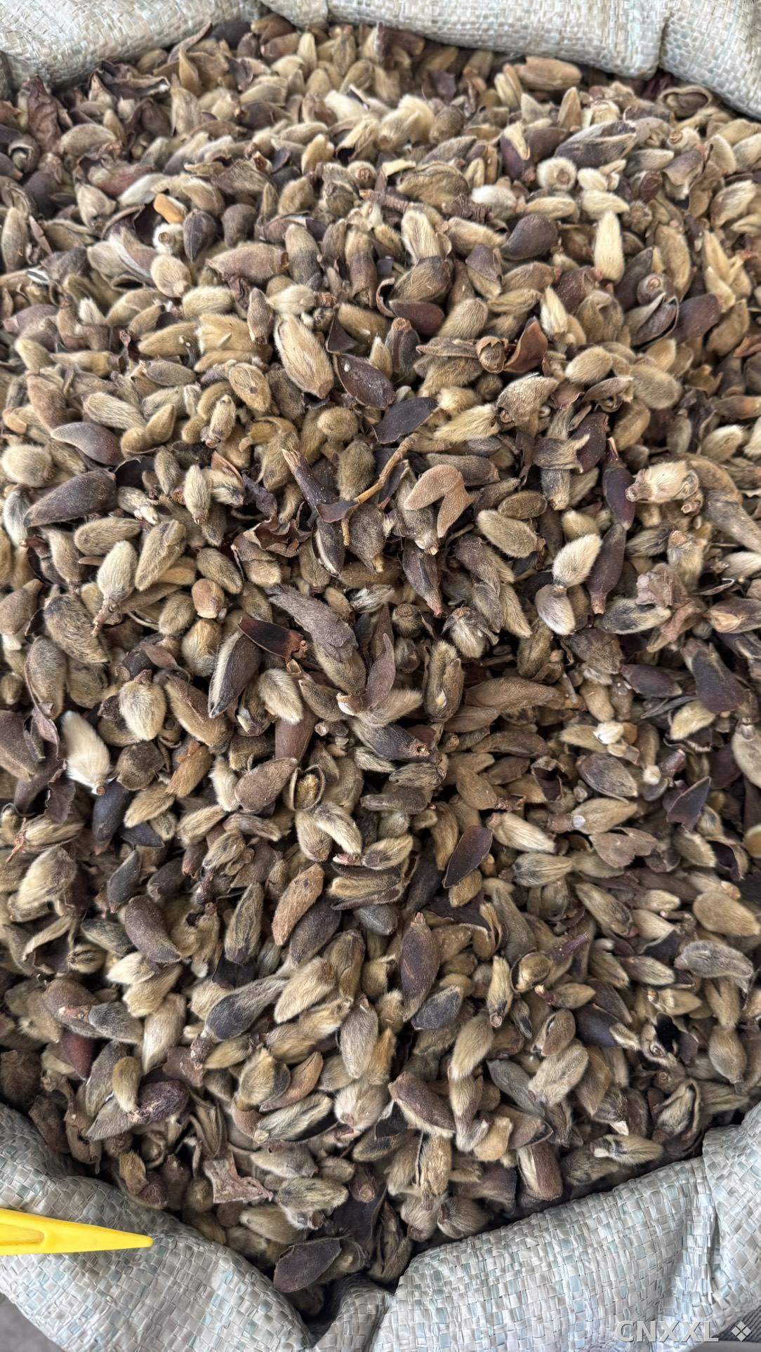 spice_12439_3d25e33a_3.jpg