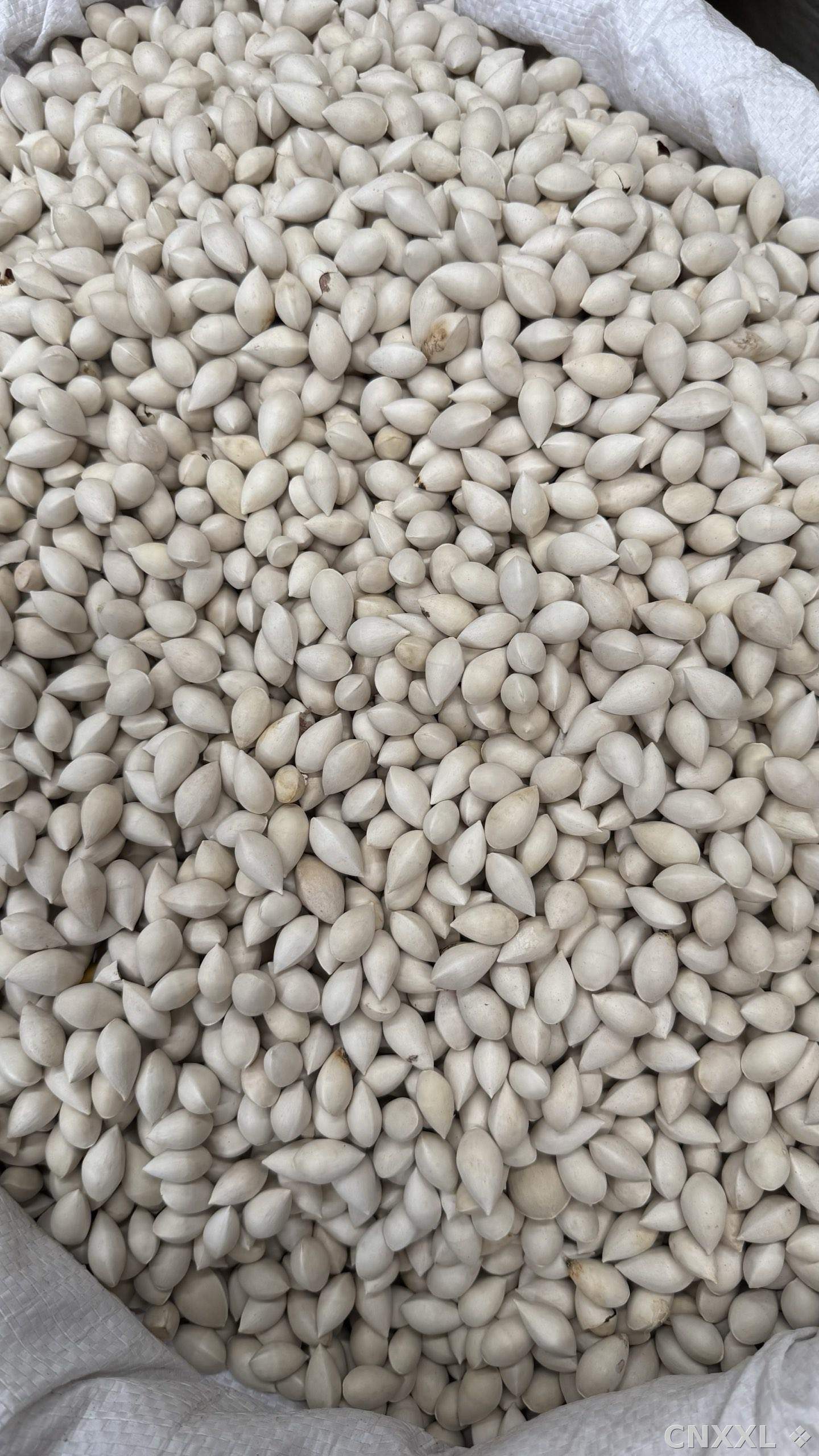 spice_12446_1238bdd5_3.jpg