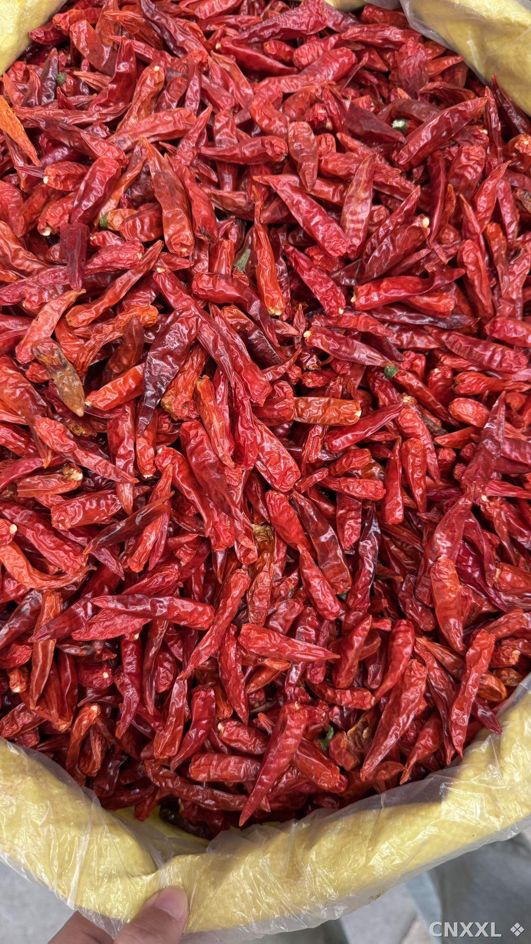 spice_12990_65d13d4b_3.jpg