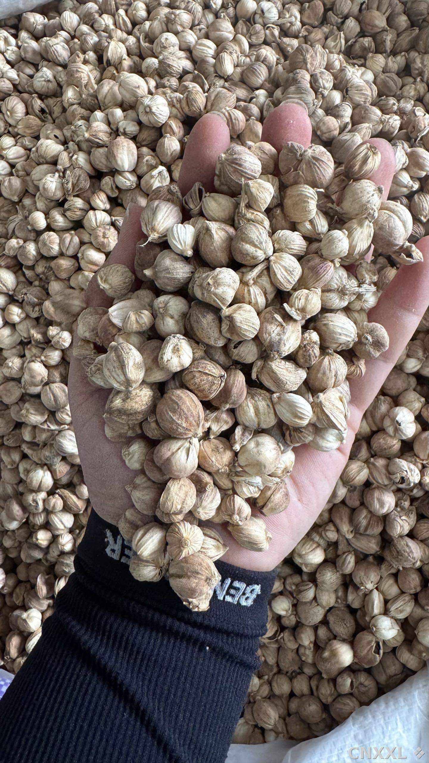 spice_12_6f790470_1.jpg