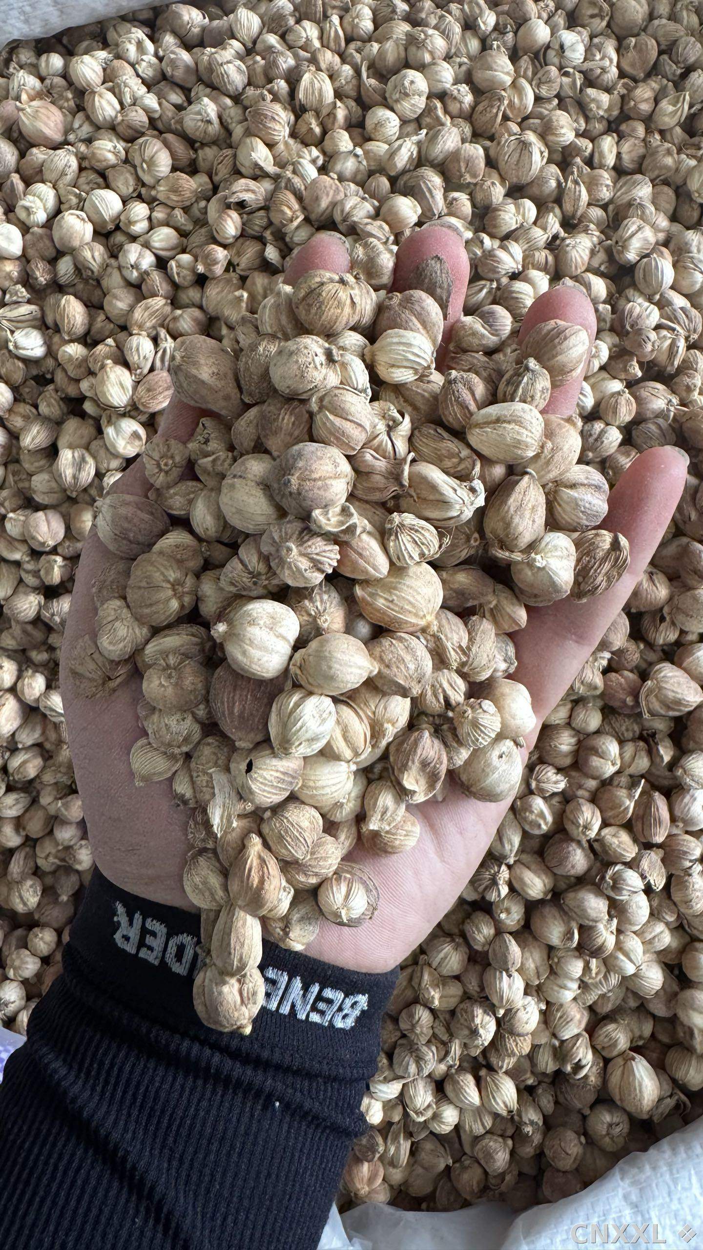 spice_12_abce512c_2.jpg