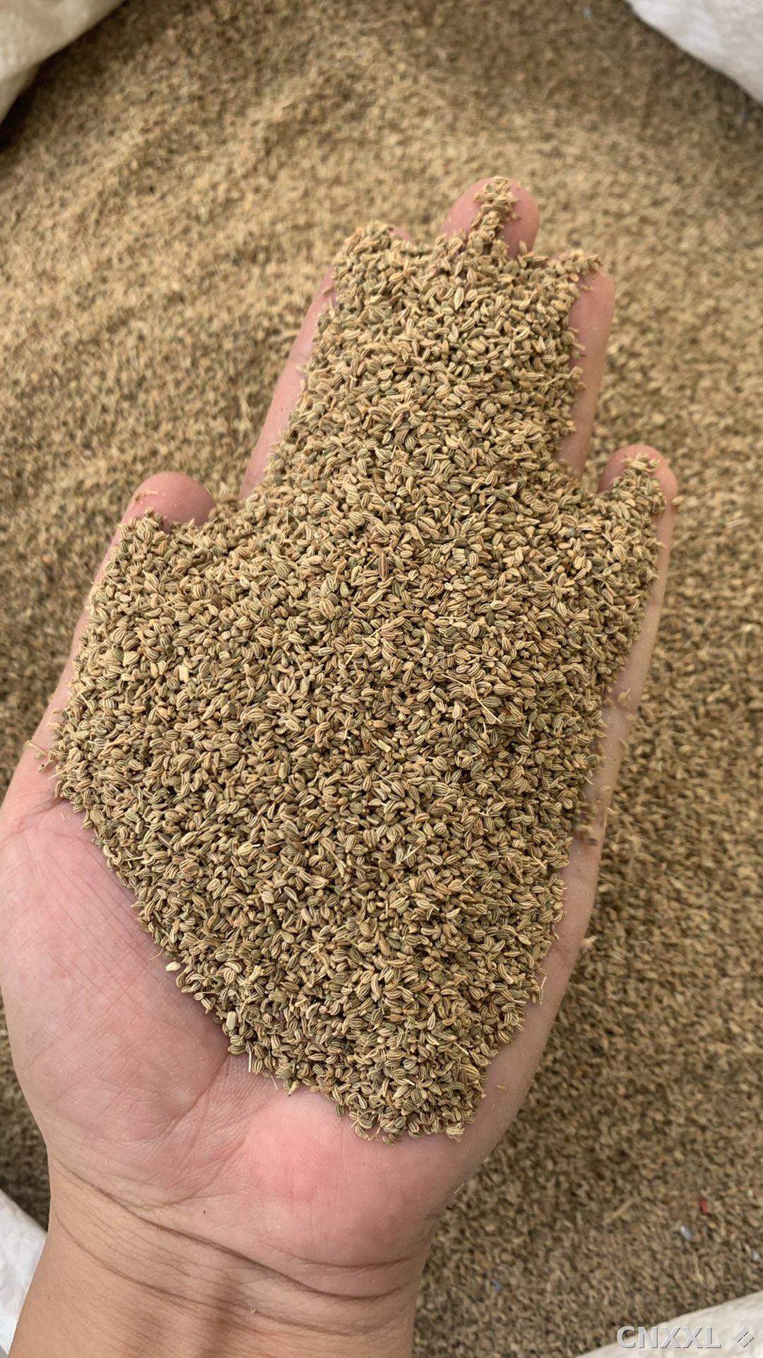 spice_13015_3d51a5ae_1.jpg