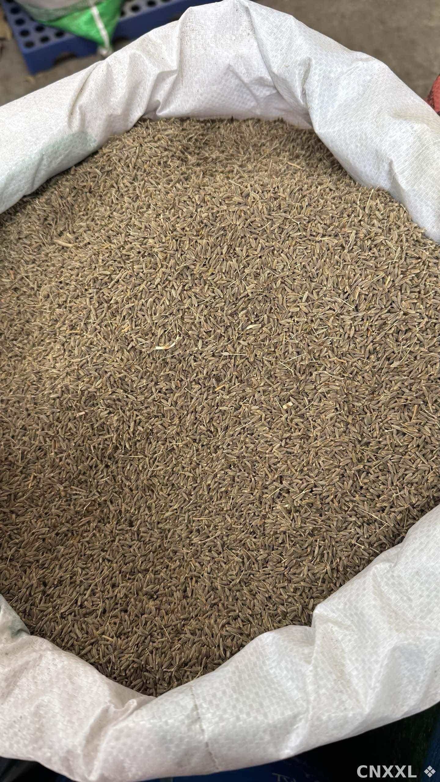 spice_13046_0f0b1501_3.jpg