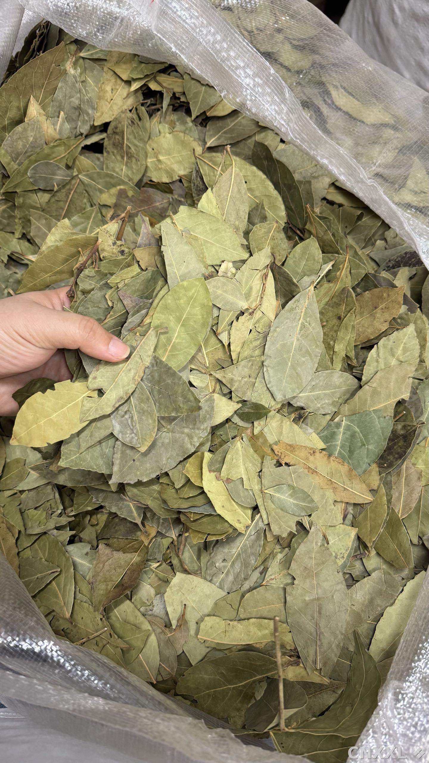 spice_13060_5da9d1da_2.jpg