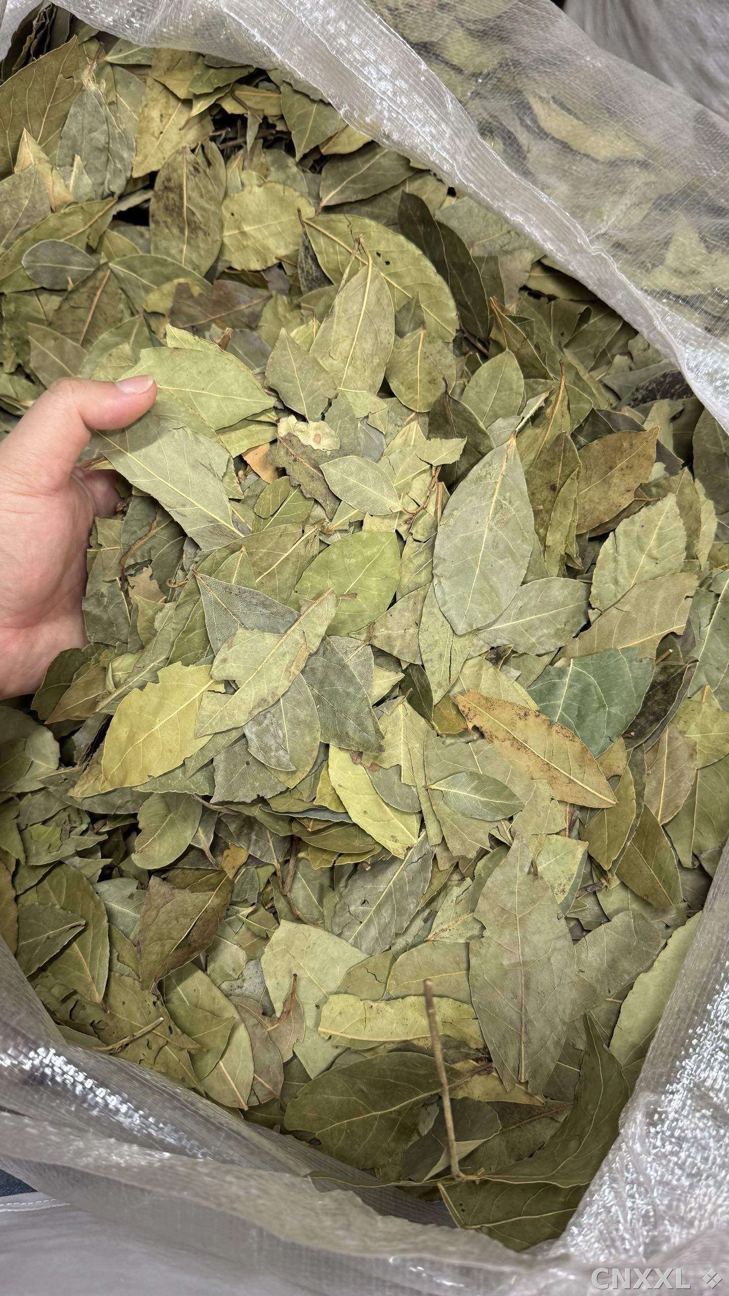 spice_13060_72f6206c_1.jpg