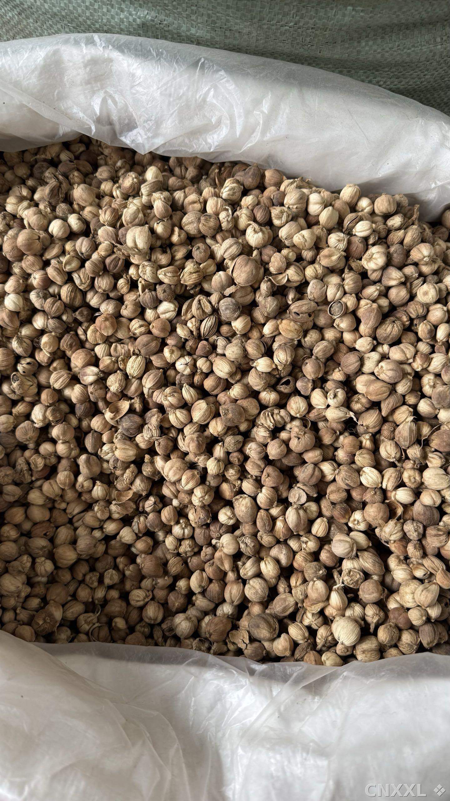 spice_13079_daaa5573_3.jpg