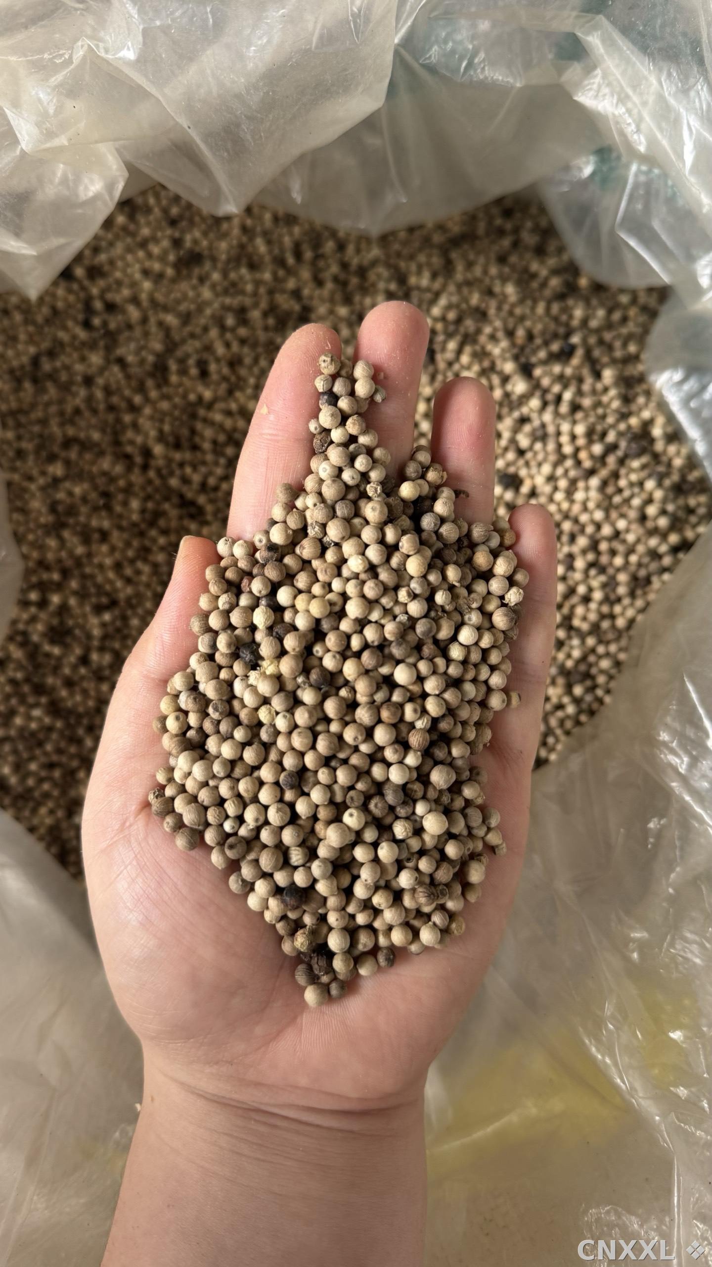 spice_13081_7f0bc44b_2.jpg