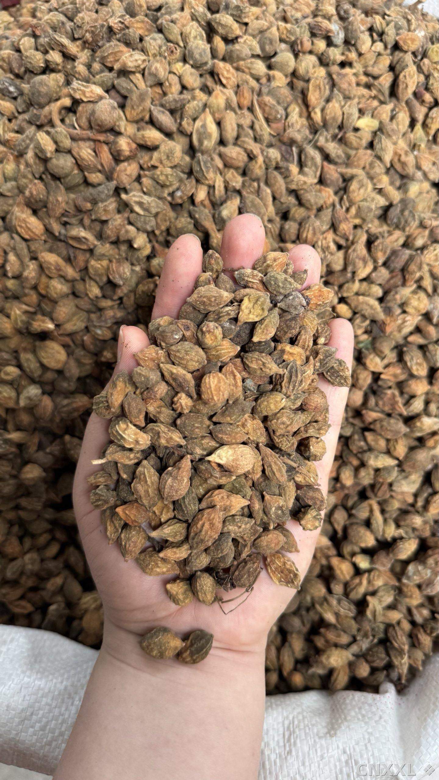 spice_13104_7c6f4f38_1.jpg
