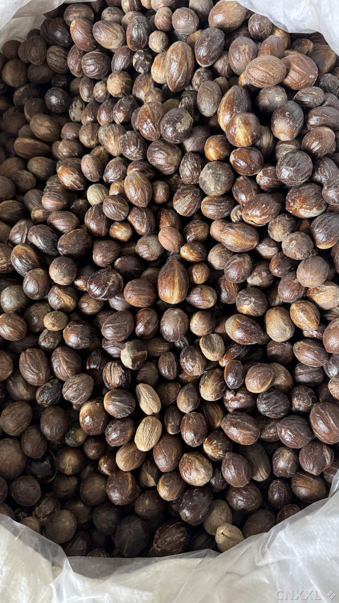 spice_13138_31669d2e_3.jpg