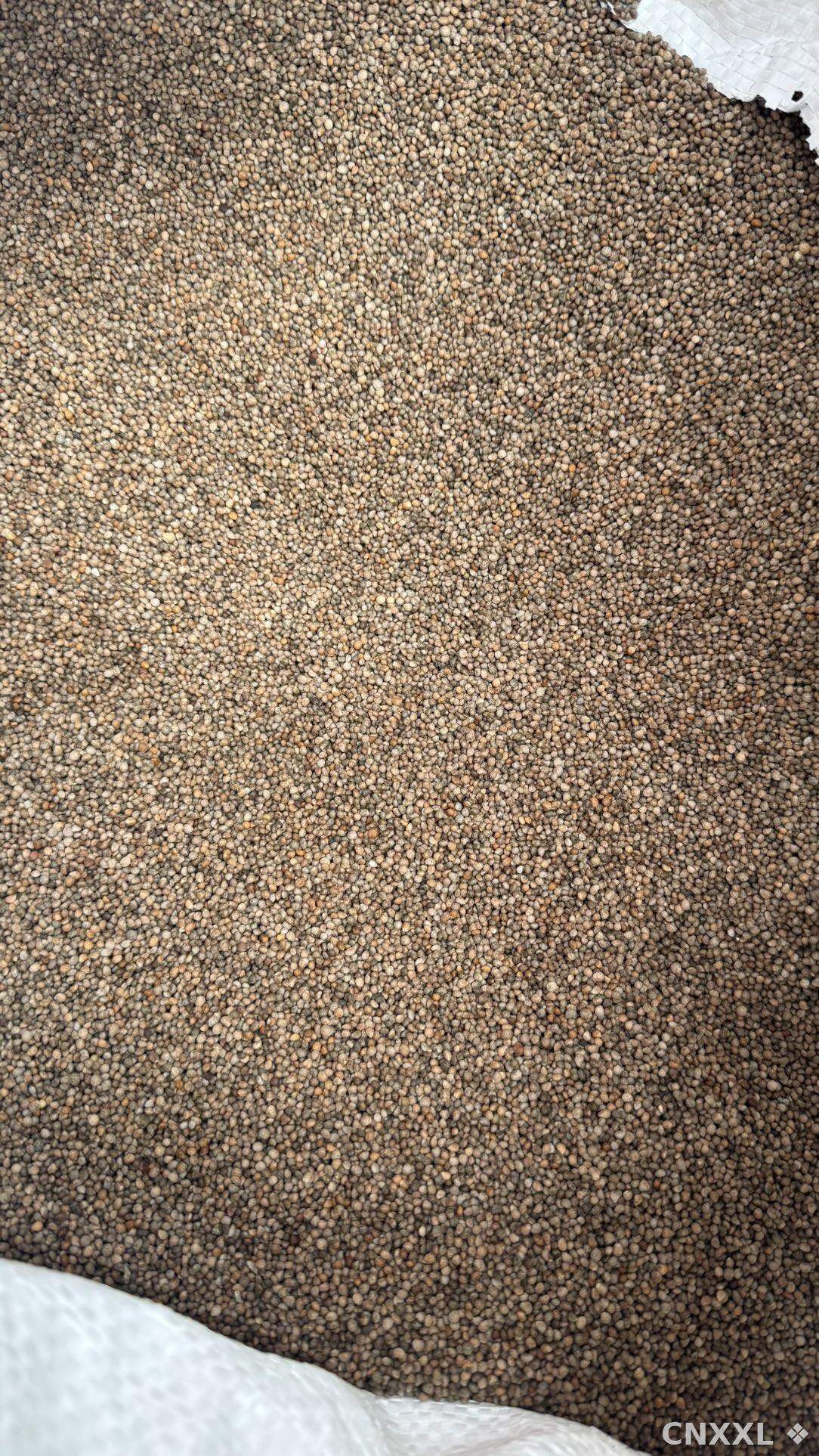 spice_136_d368535e_3.jpg