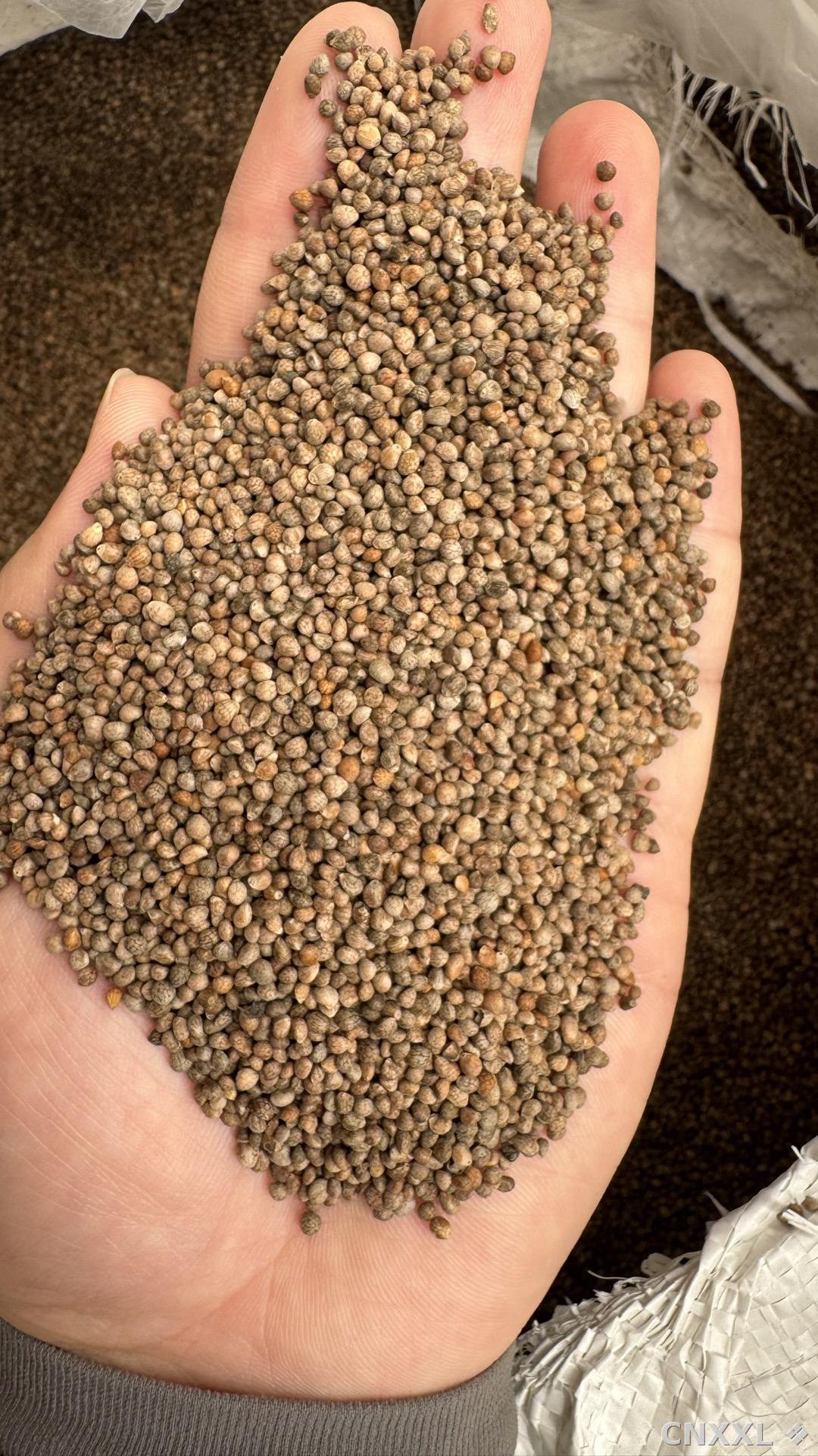 spice_136_e2de7b04_2.jpg