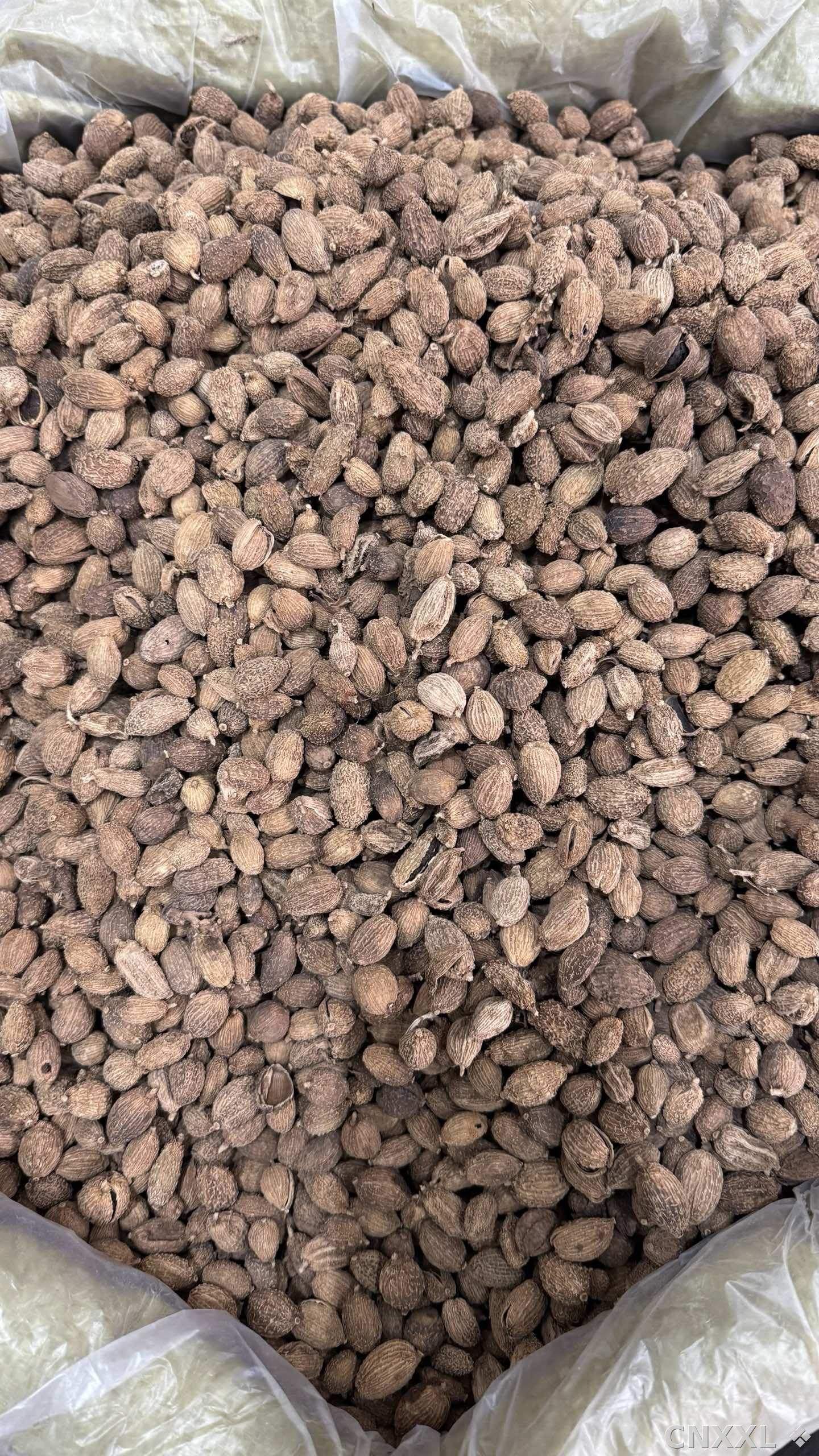 spice_146_e713203f_3.jpg